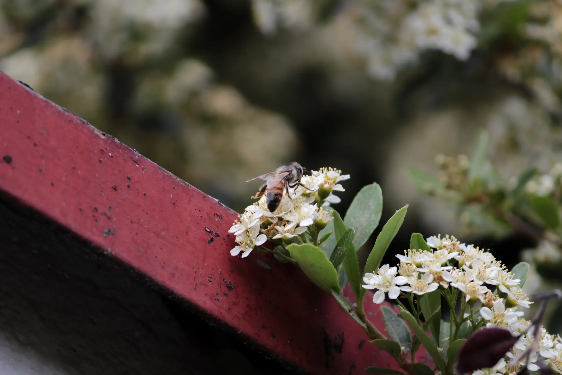 Abeja polinizando una flor.