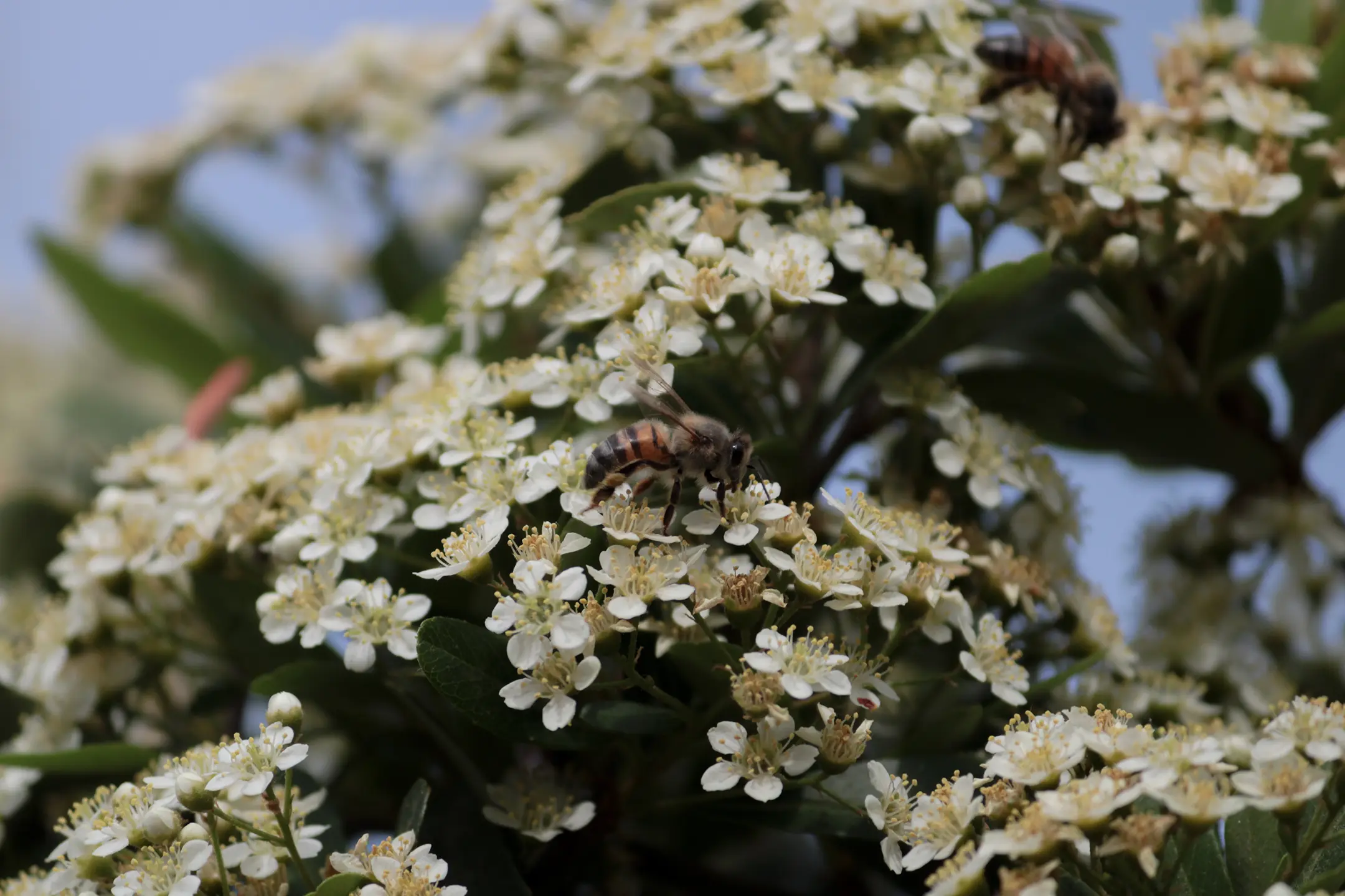 Abejas trabajando juntas para polinizar varias flores.