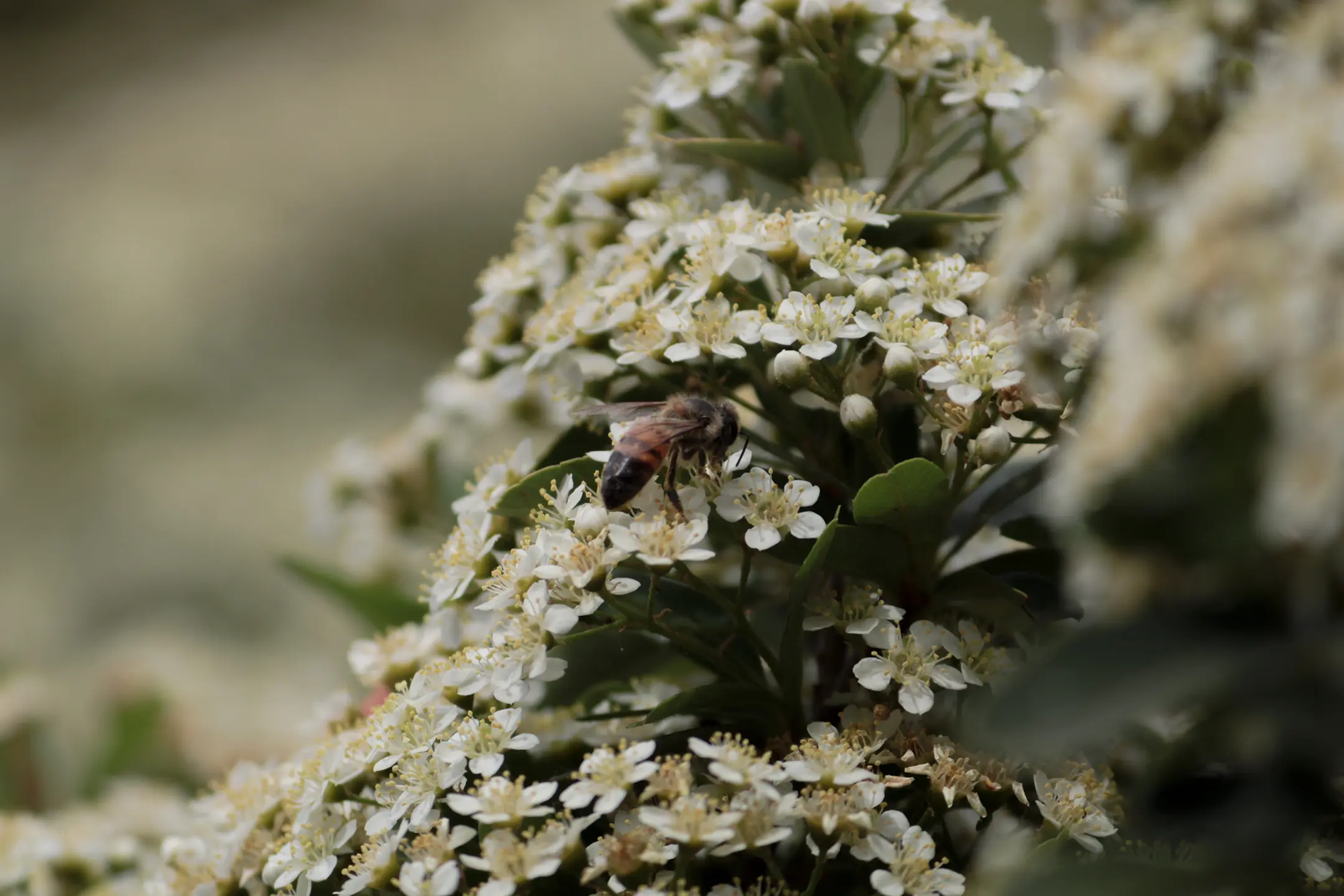 Abeja en una pequeña flor balnca.