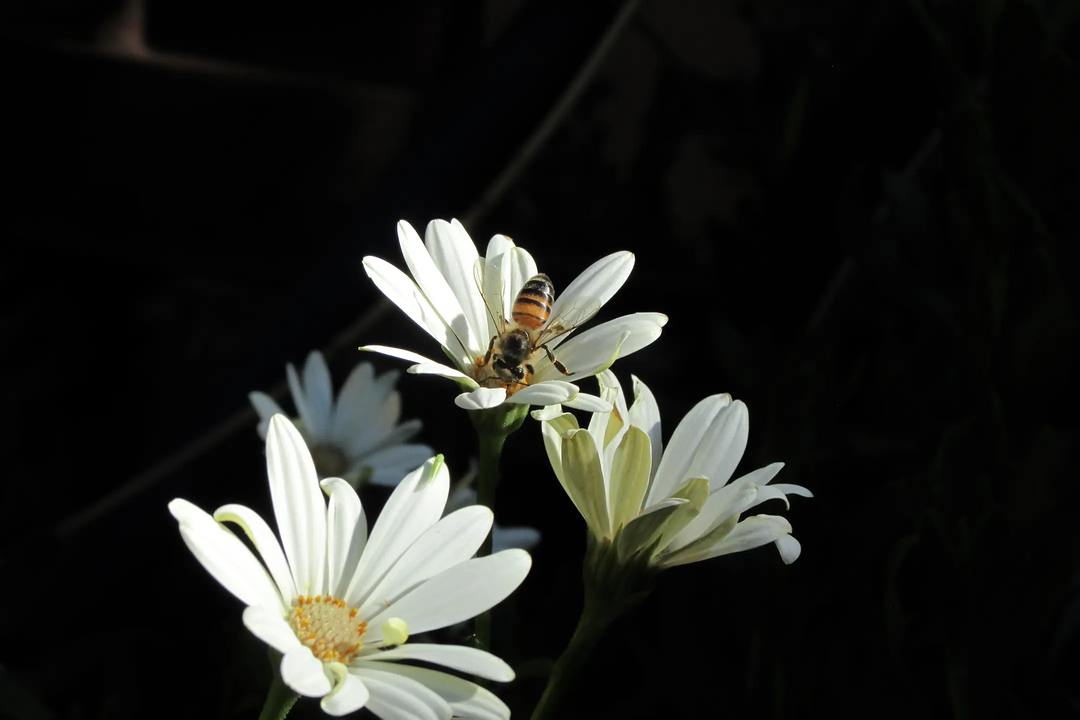 Abeja en una Margarita Blanca