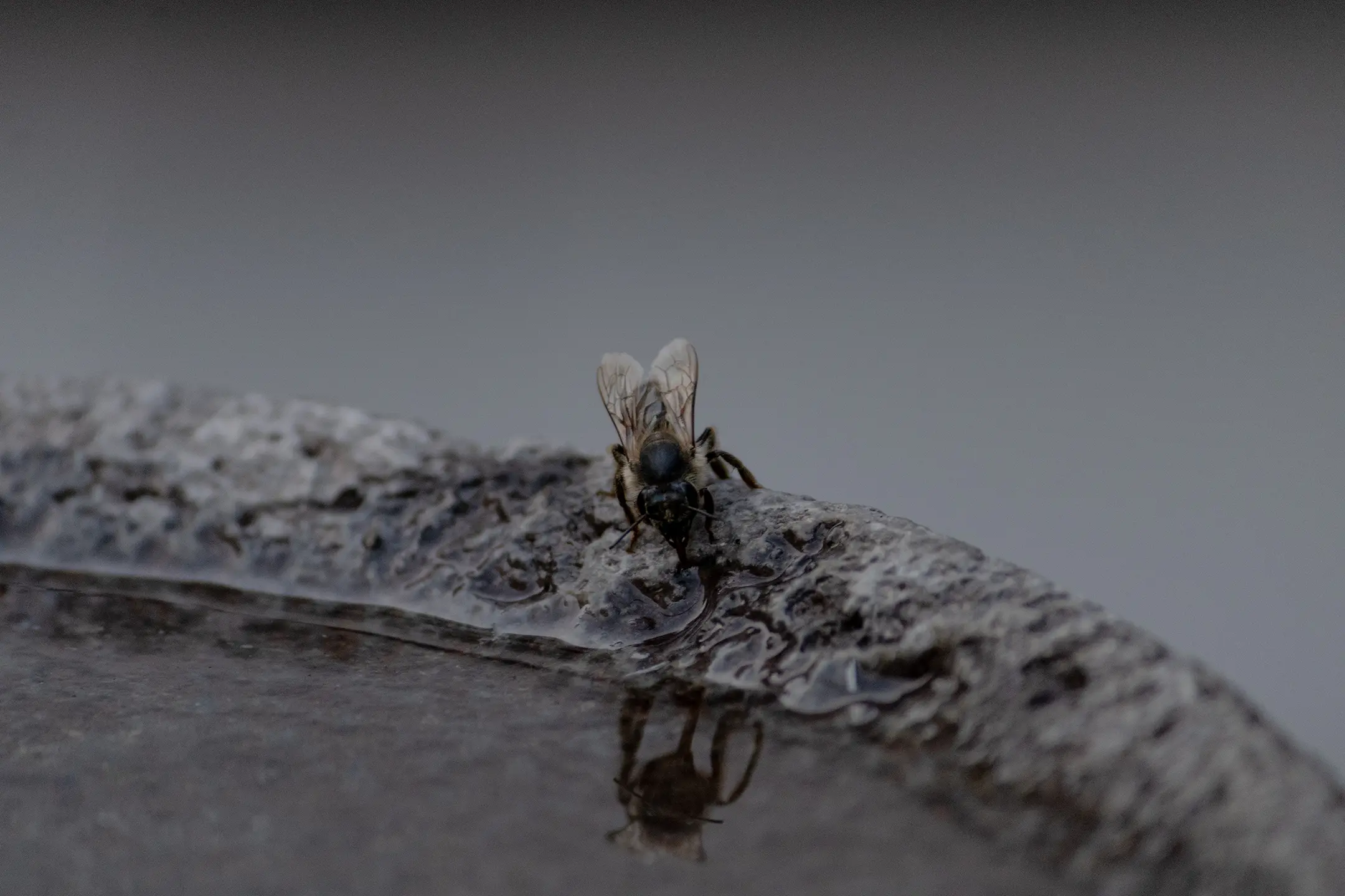 Abeja bebiendo Agua.