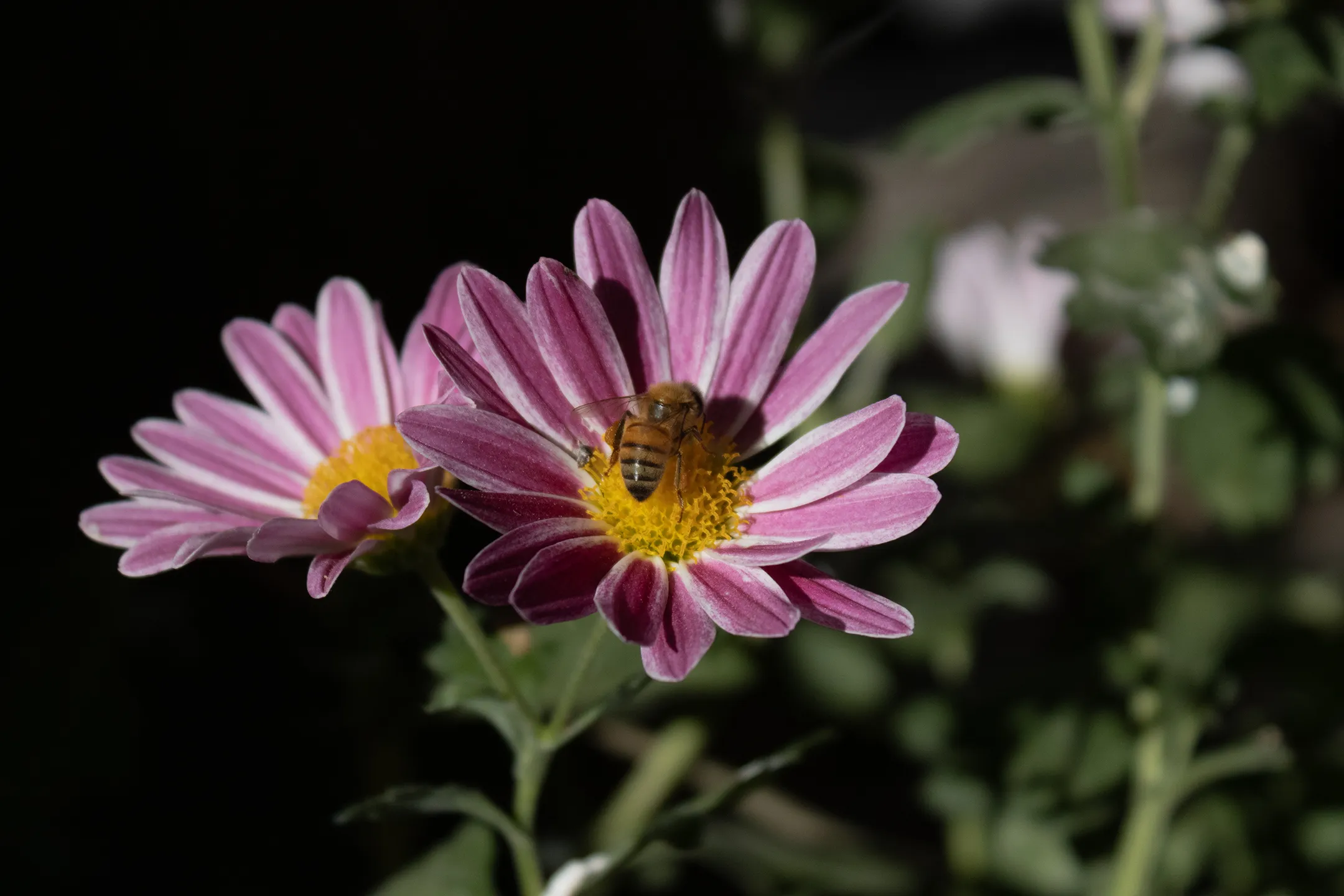 Abeja en una pequeña flor rosada.