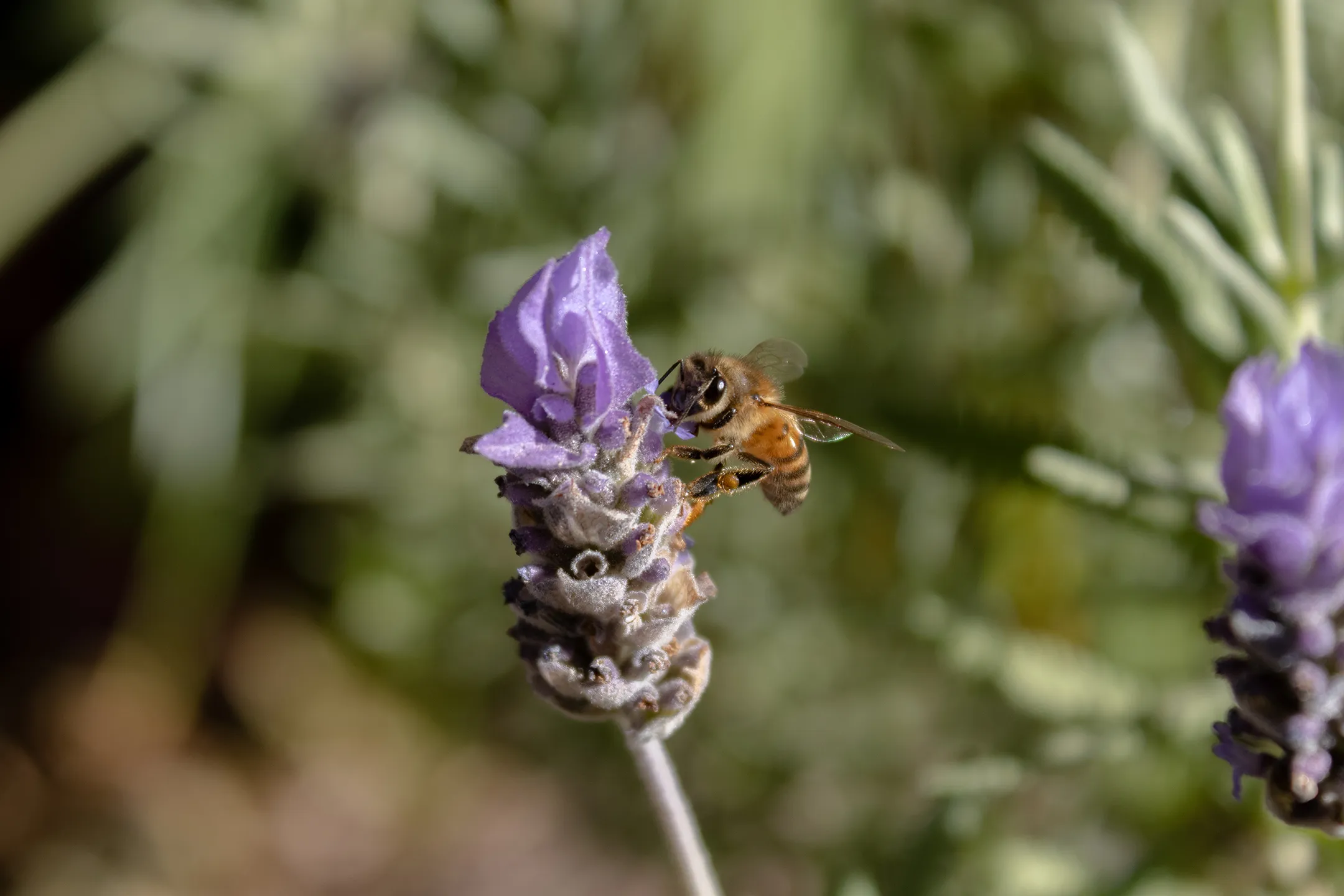 Abeja en una lavanda.