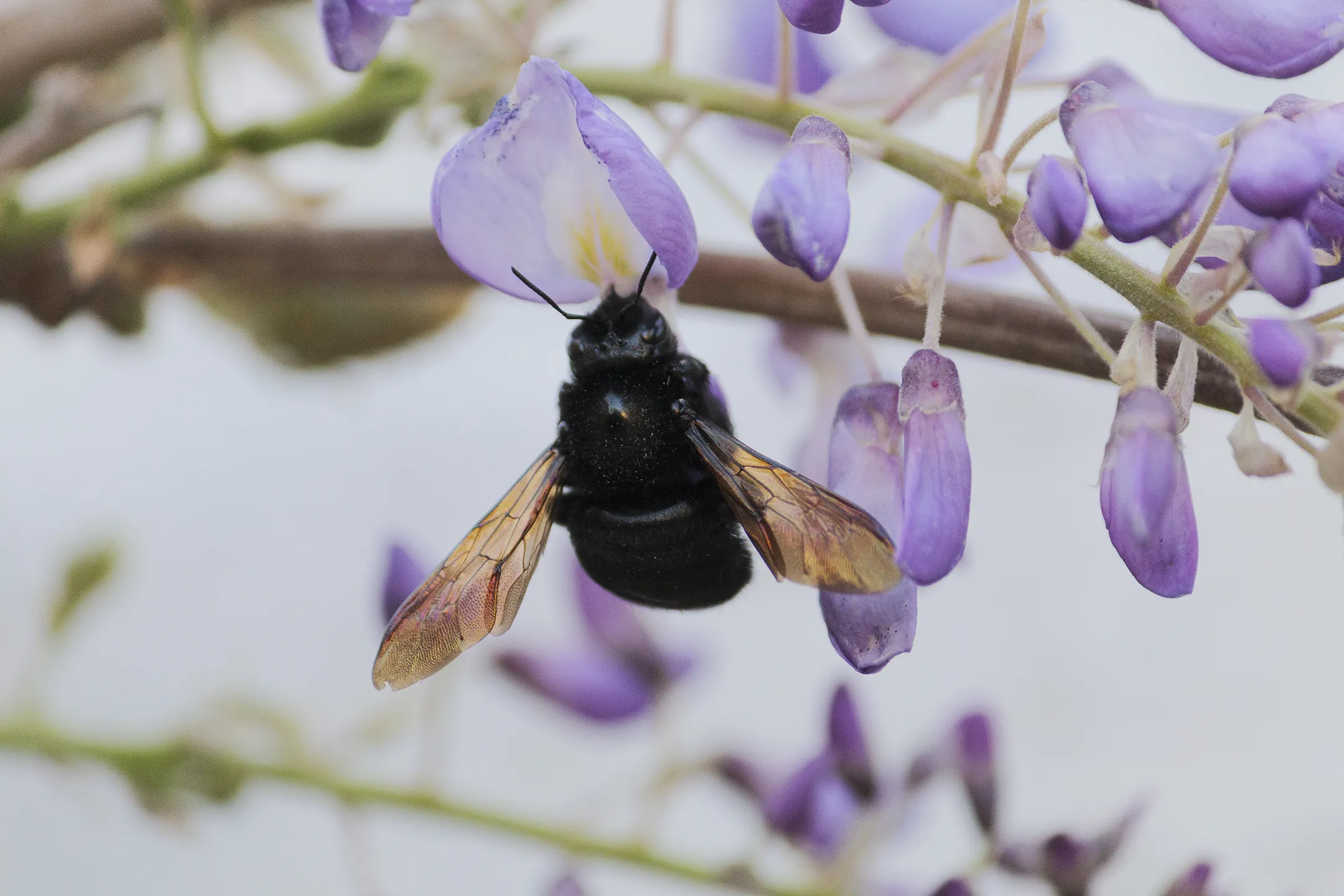 Abeja en una lavanda.