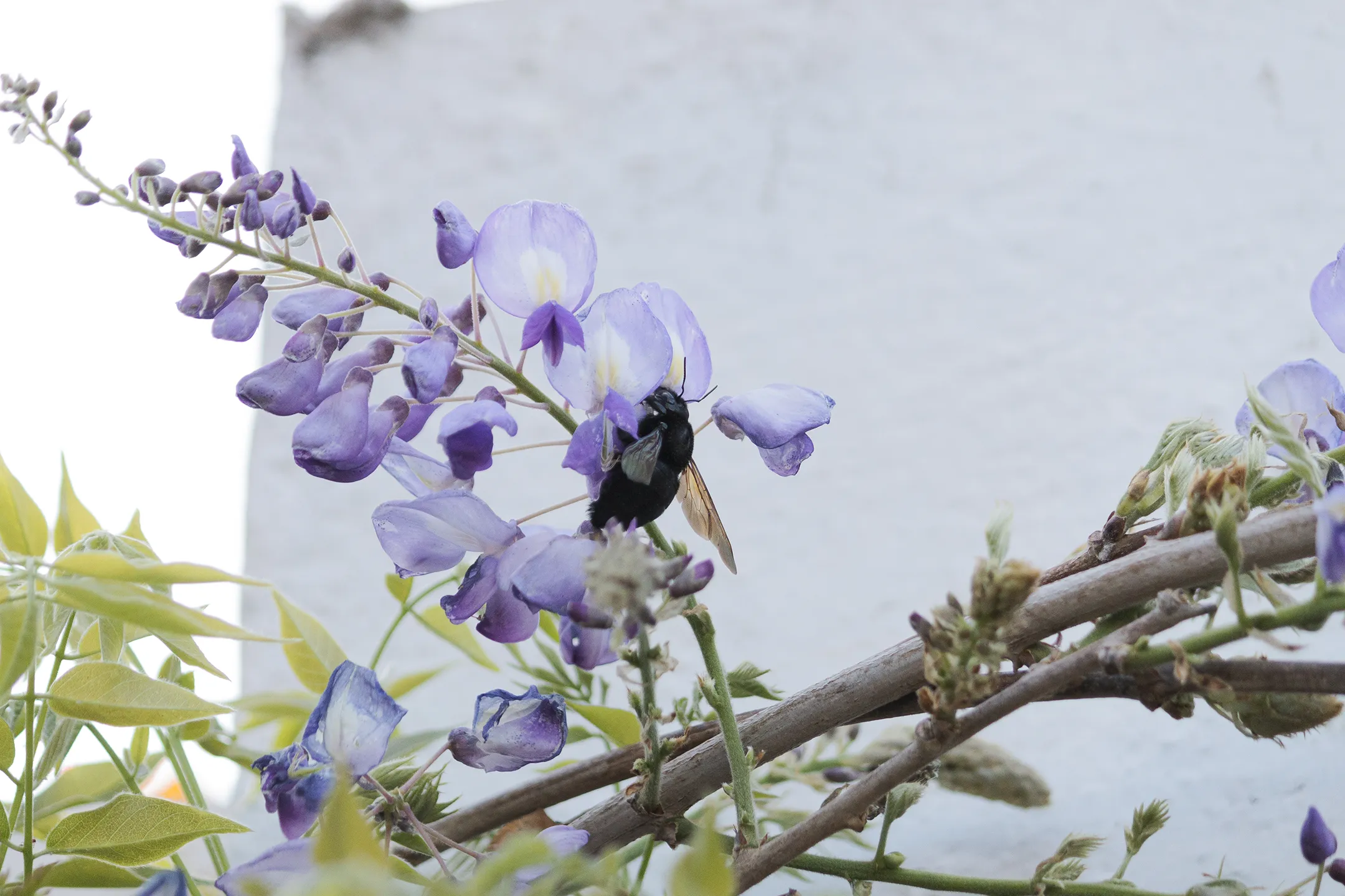 Abeja bebiendo Agua.