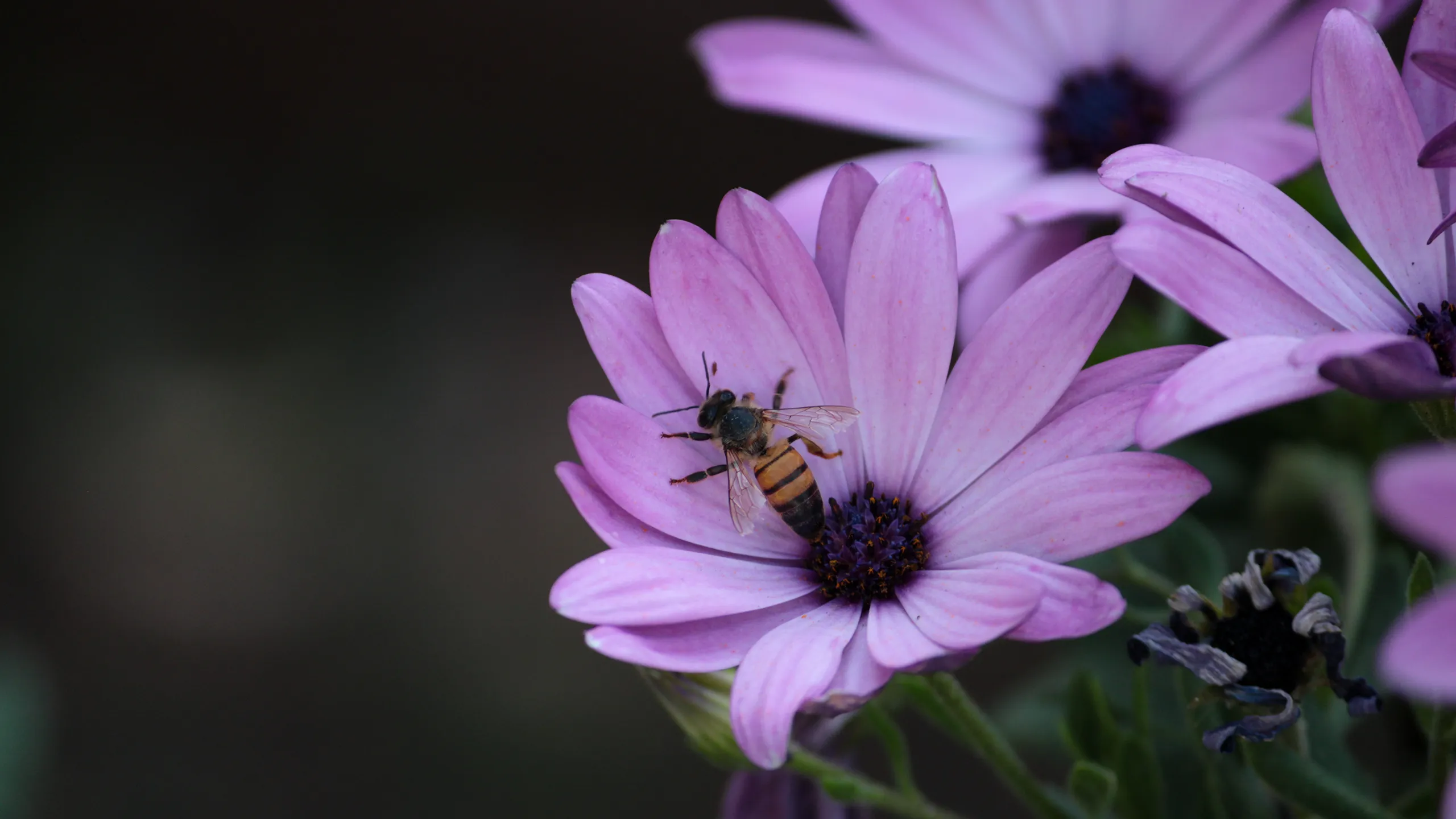 Abeja en una Flor.