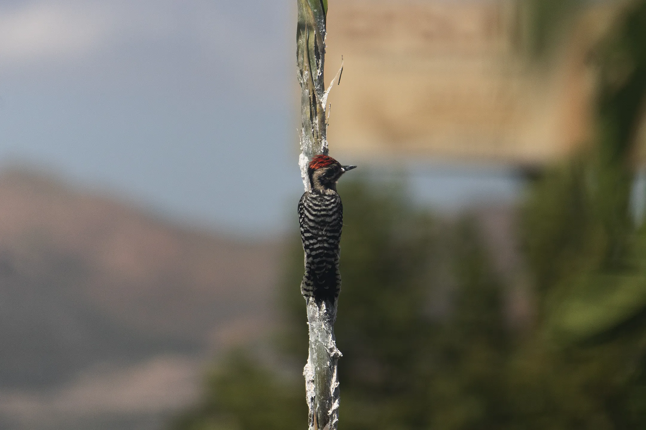 Un pajaro carpintero en el centro de Chihuahua.