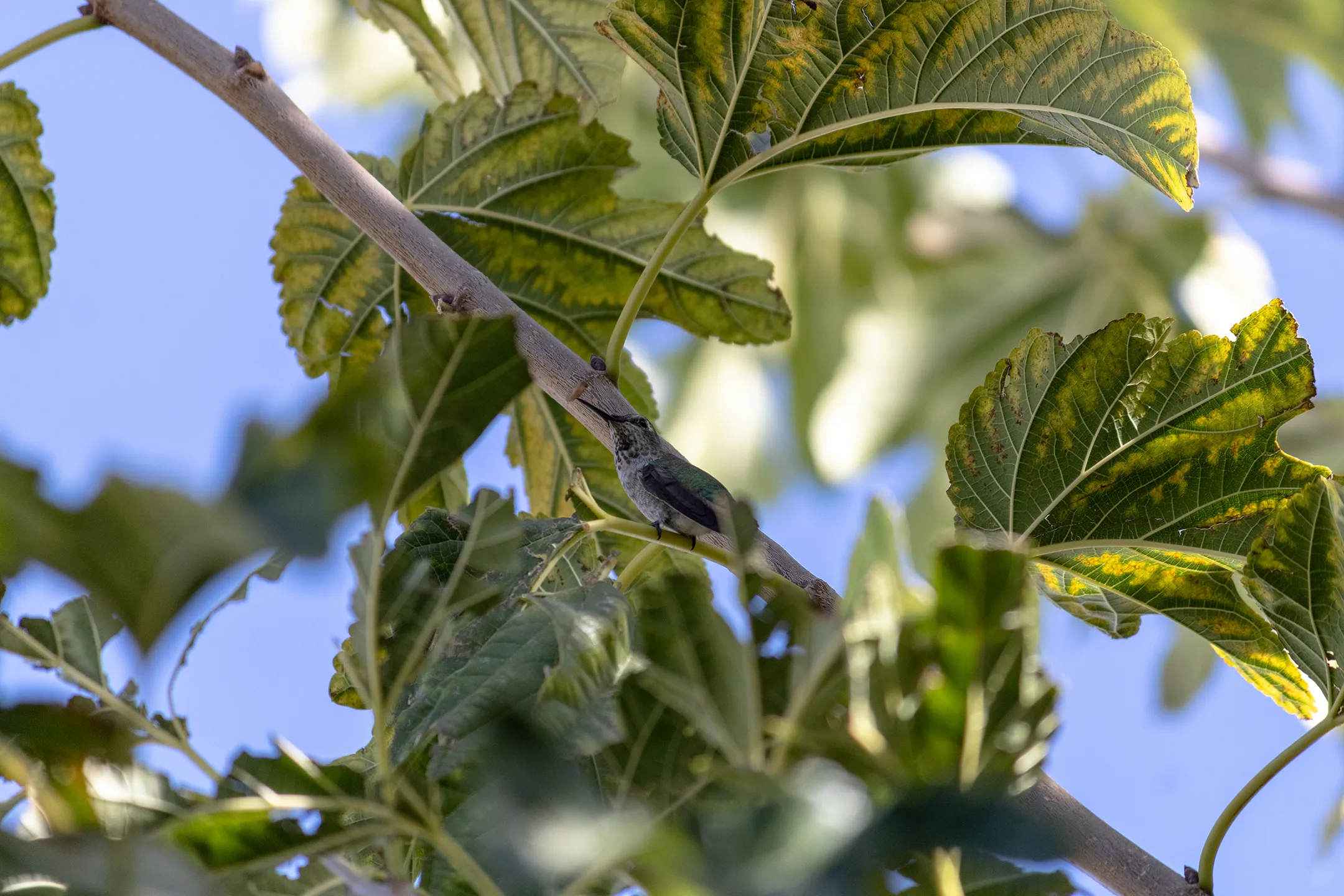 Colibrí comiendo un pequeño insecto.