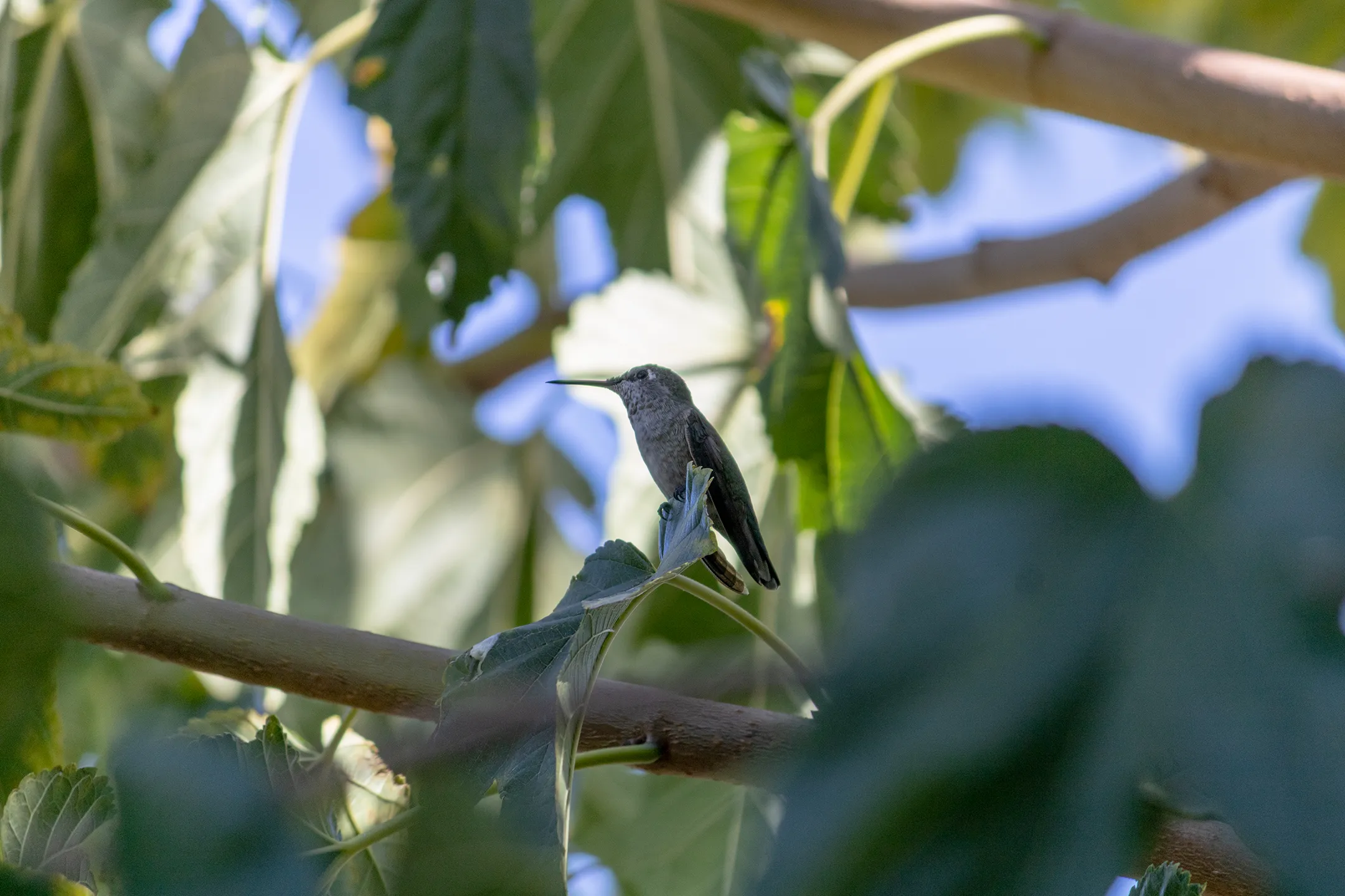 Los colibries son tan ligeros que pueden descansar incluso en una hoja de arbol.