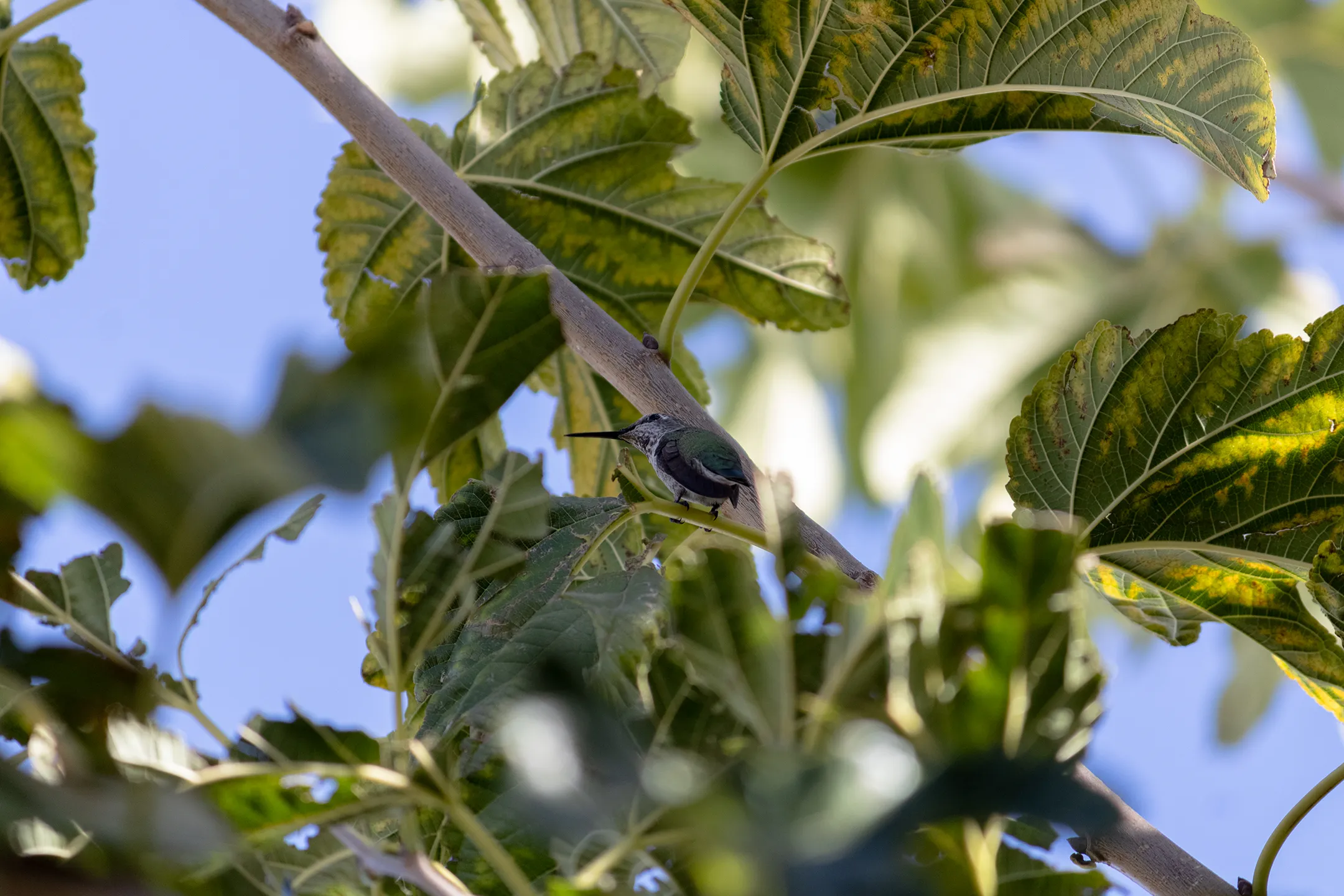 Colibri descansando en un lugar alto.