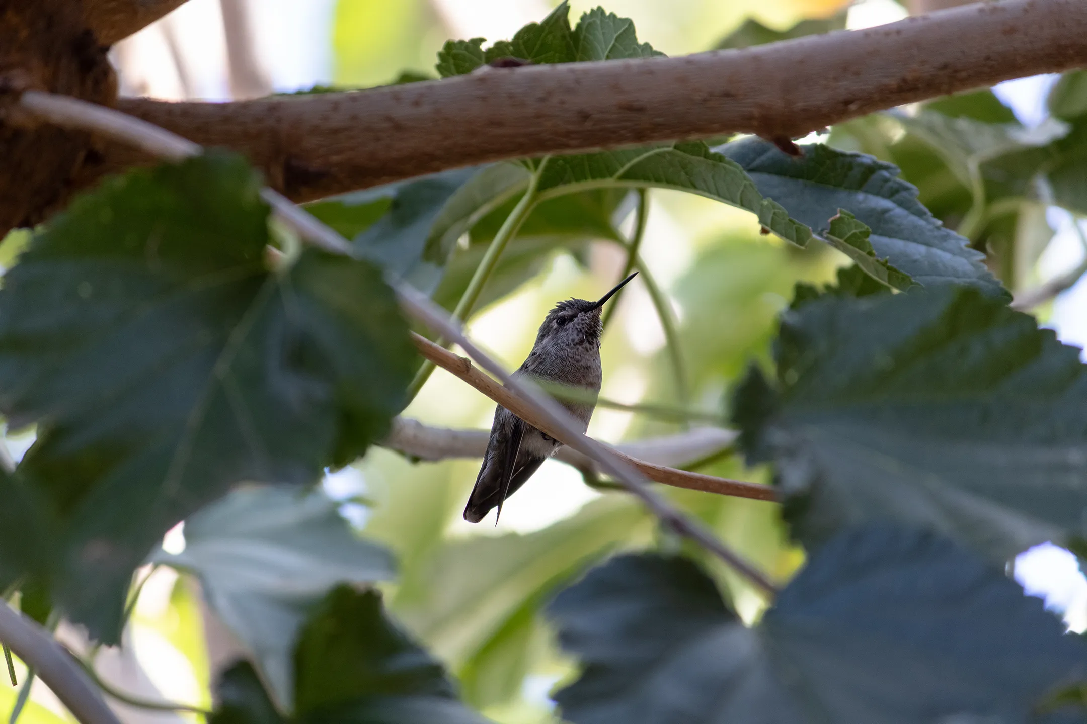 Colibri descansado.