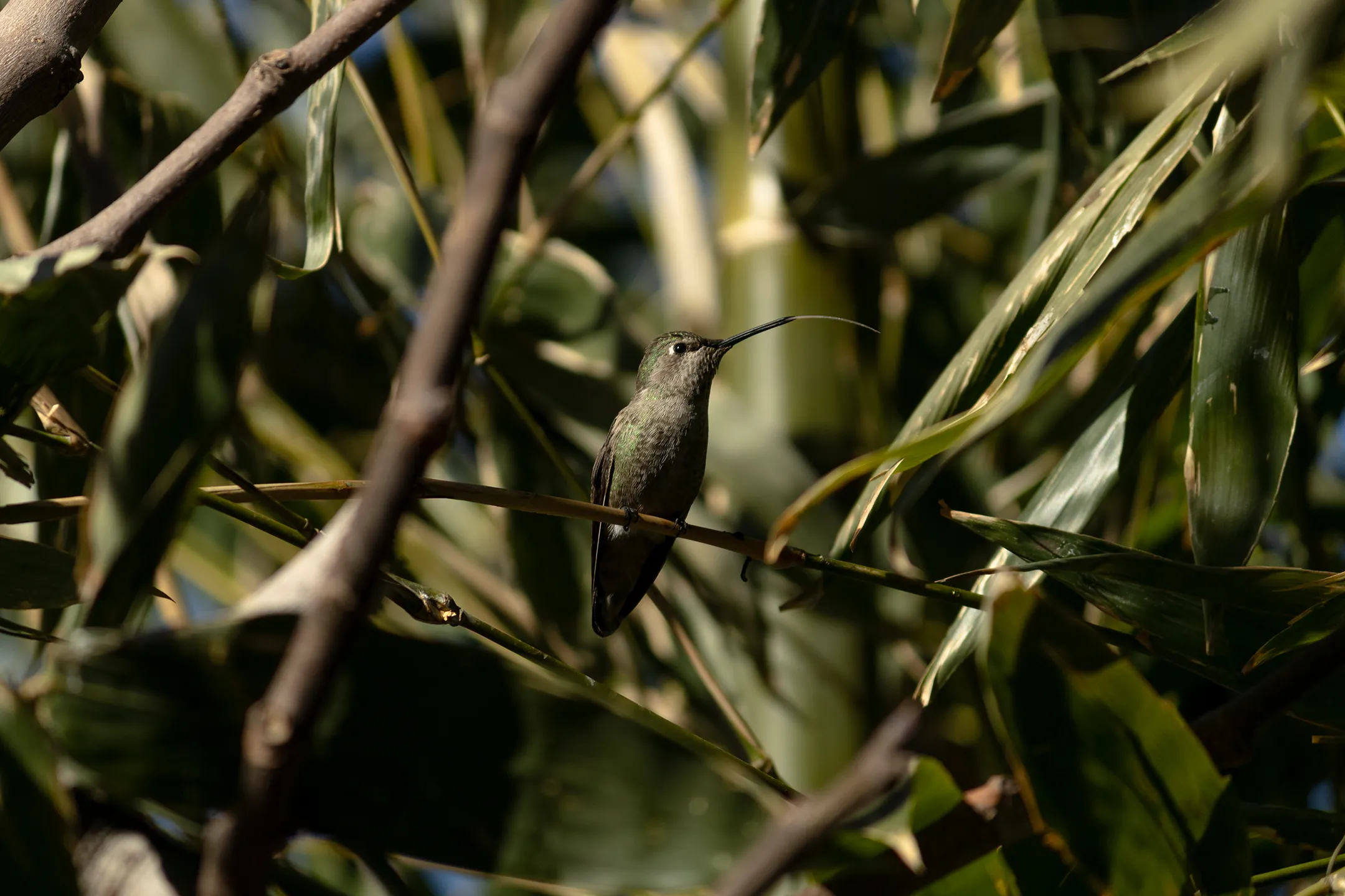 Colibri posado en una rama sacando la lengua.