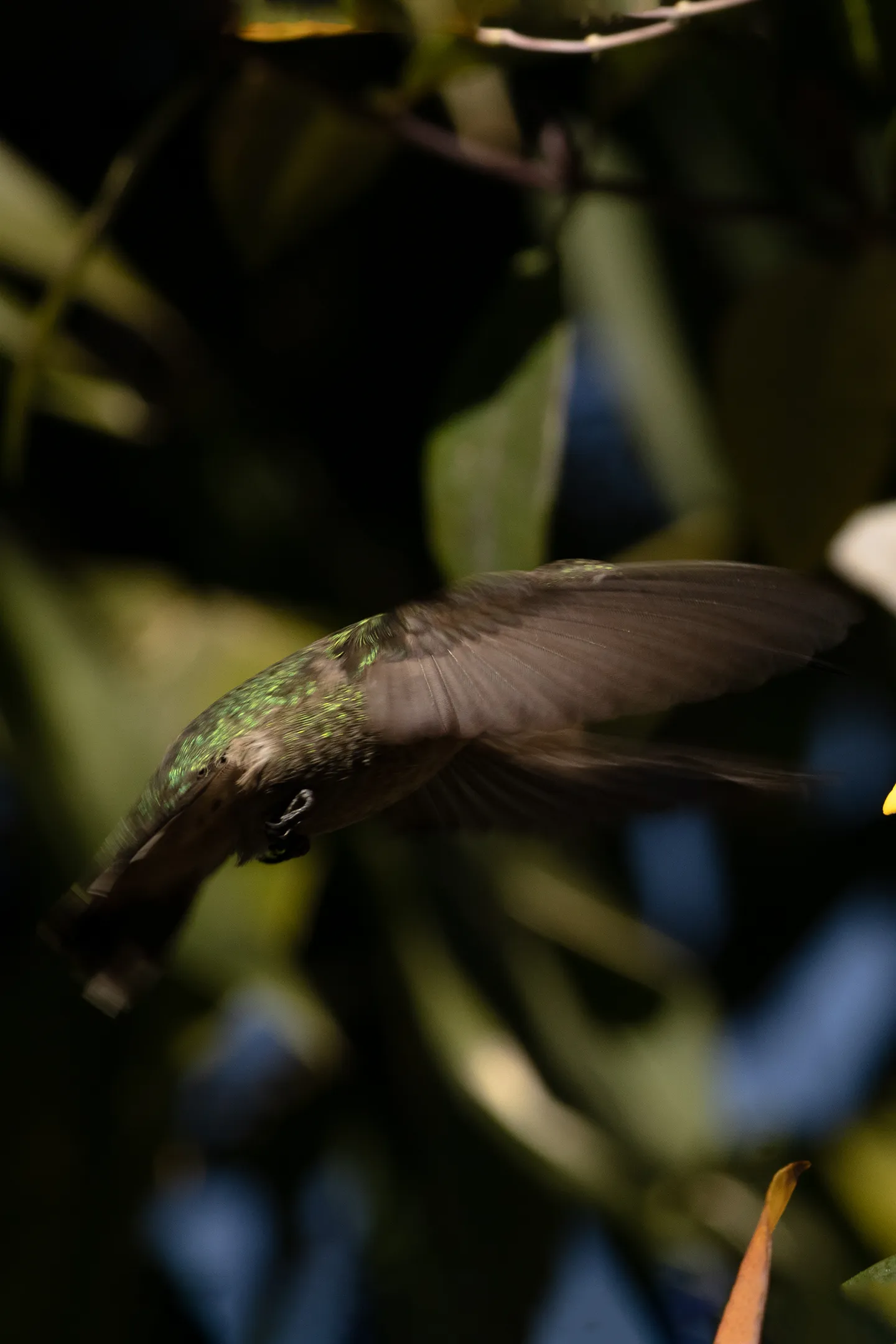 Colibri aleteando.