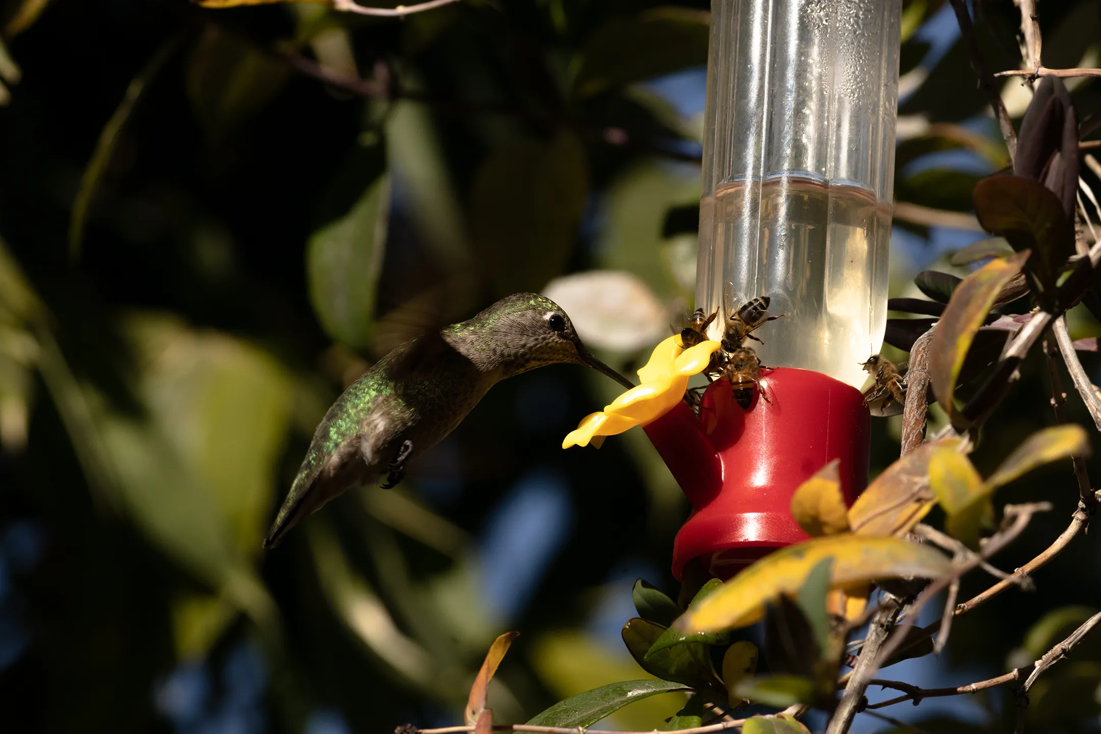 Colibrí comiendo de un bebedero rojo junto con algunas abejas.