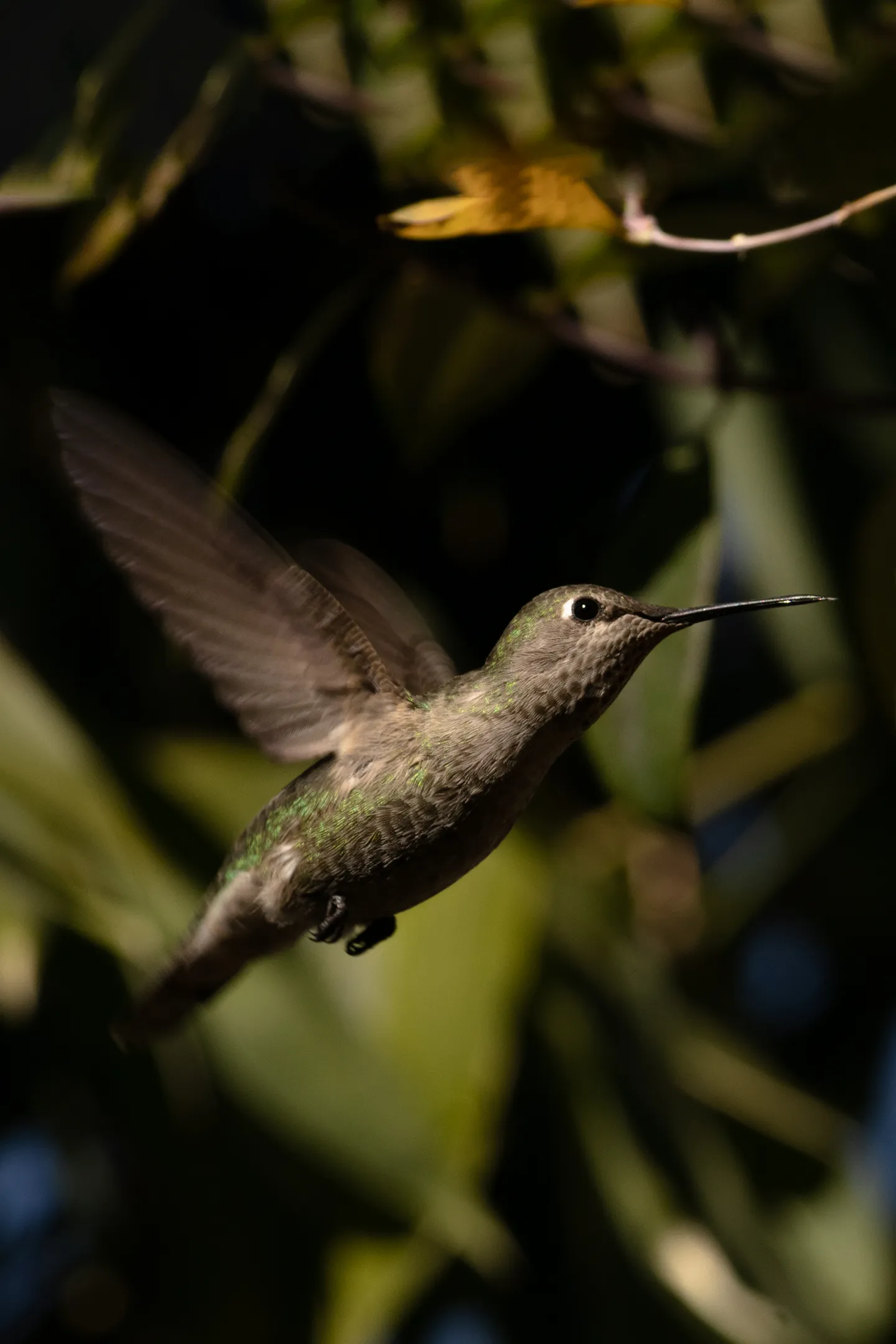 Colibri acercandose a su comida.