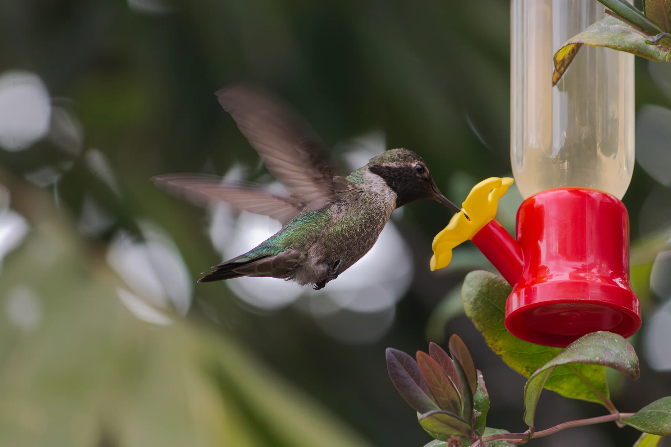 Colibri comiendo de un pequeño bebedero rojo.