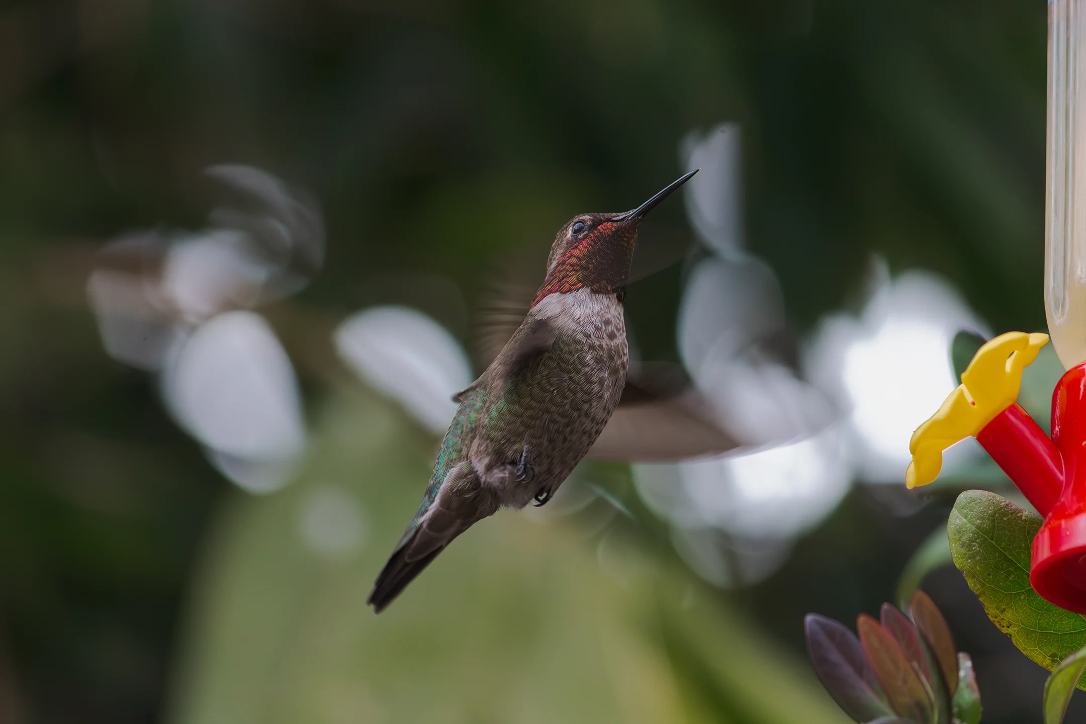 Colibri de cabeza roja y espalda verde.