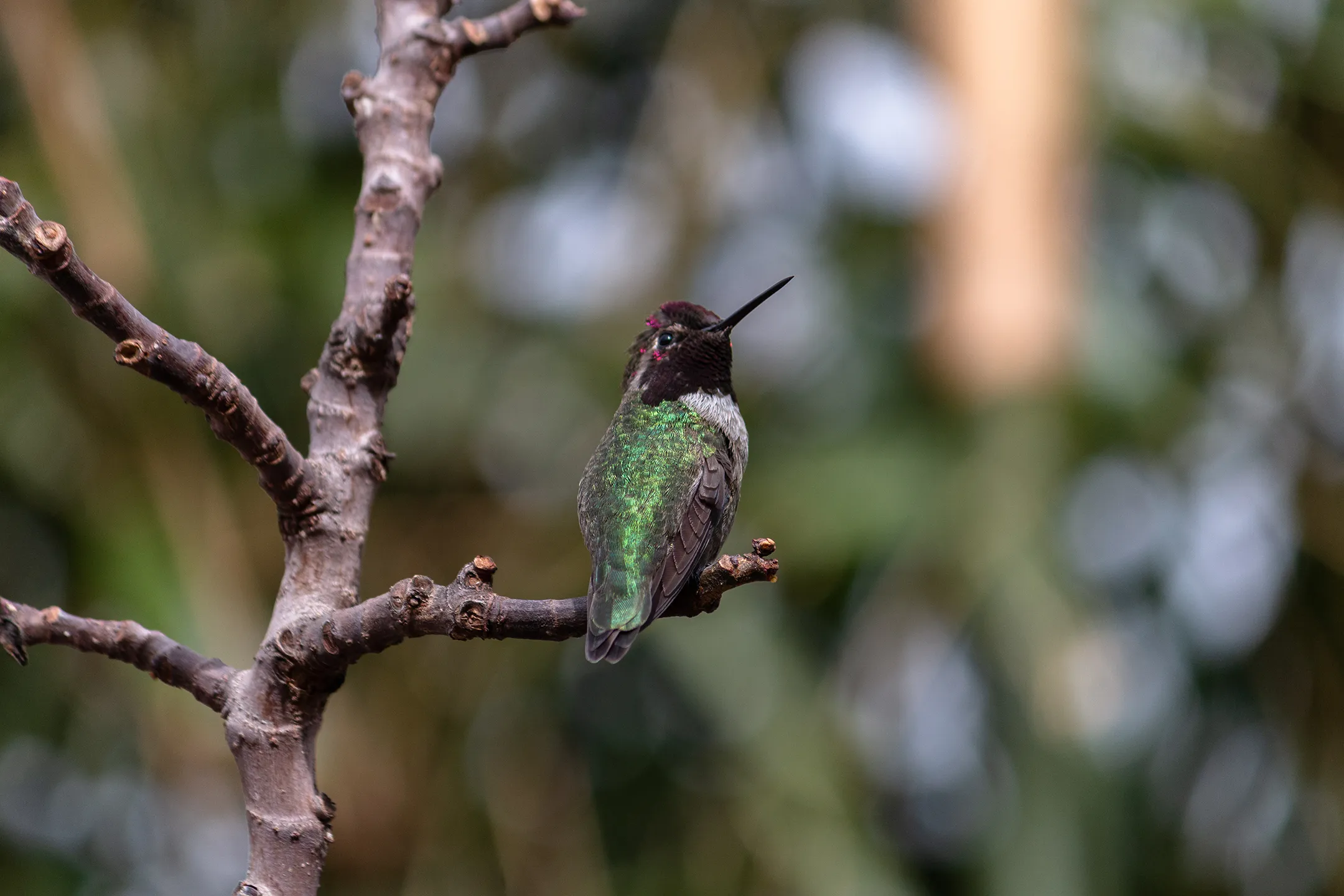 Colibri Anna descansando en la rama seca de una higuera.