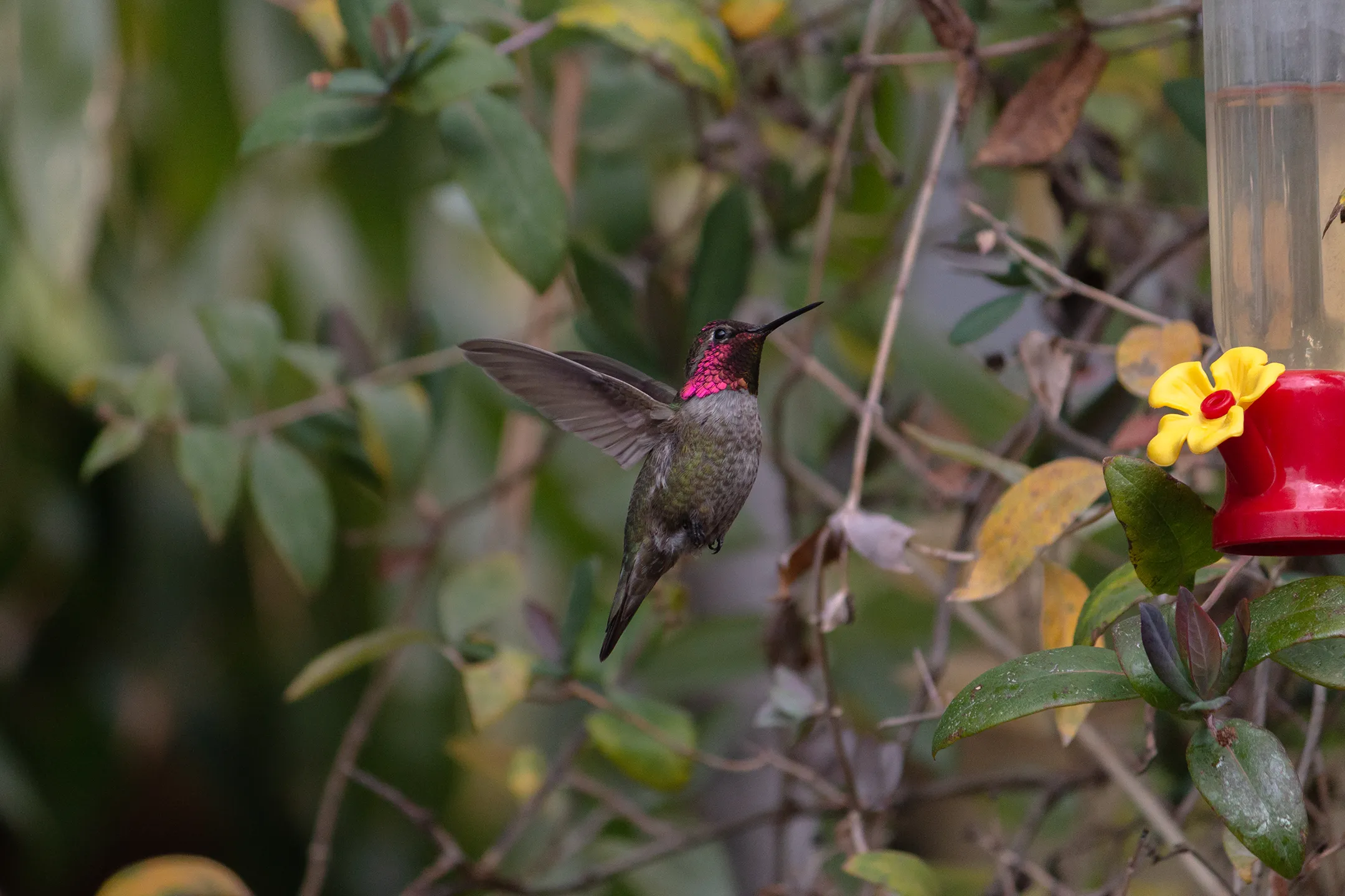 Colibri volando para acercarse a un bebedero rojo.