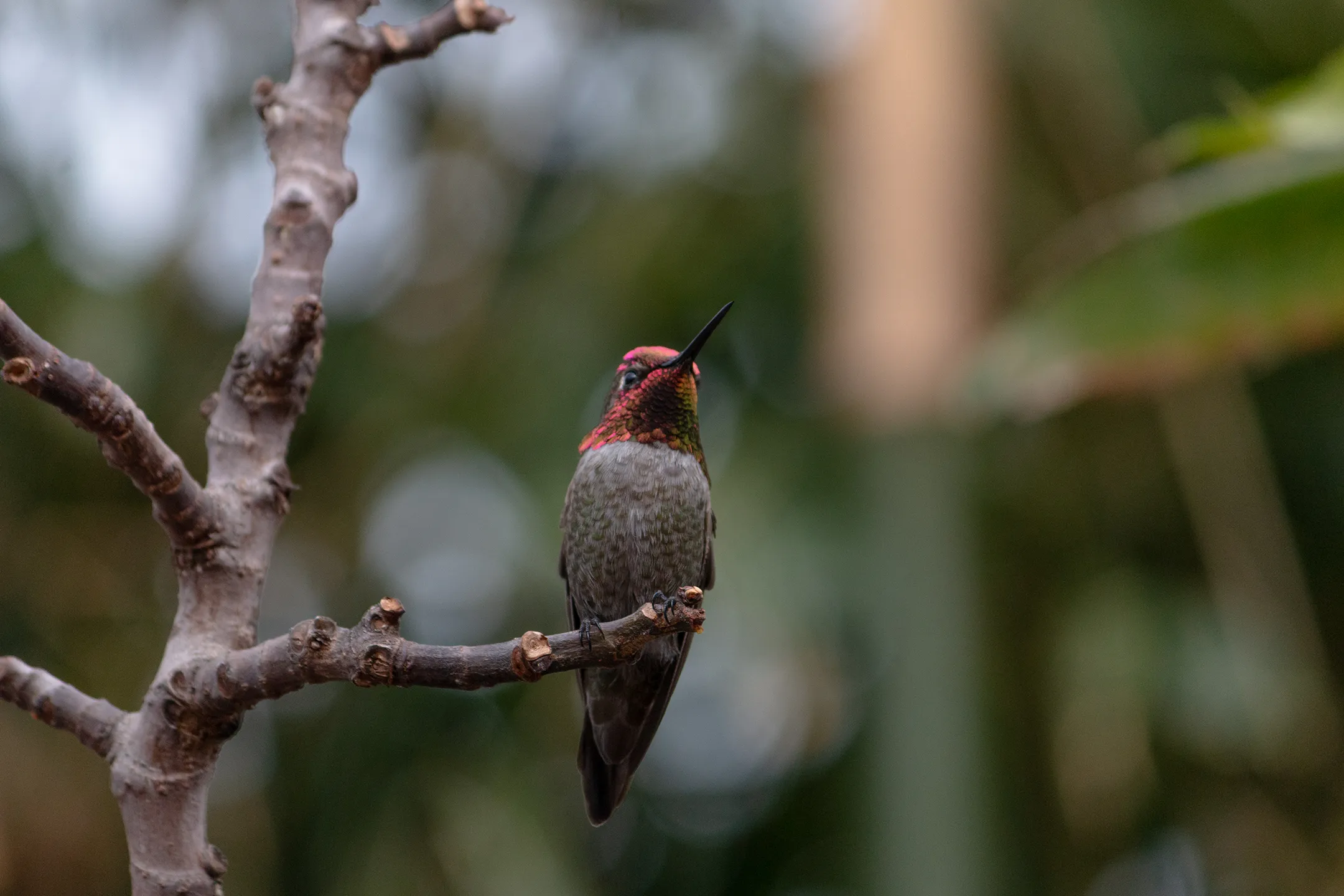 Colibri macho descansando en una rama de una higuera.