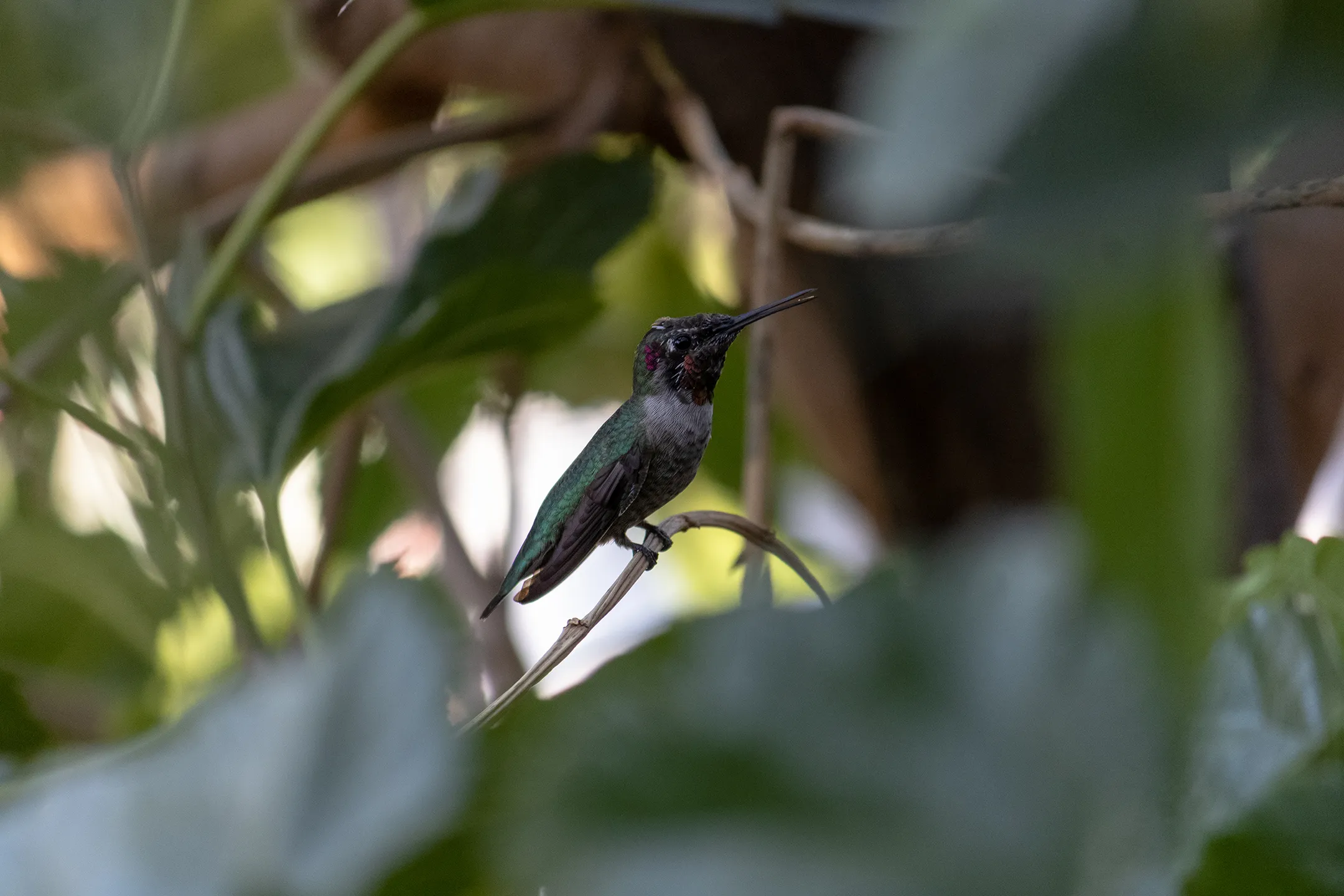 Foto de un colibri descansado en el interior de un arbol.