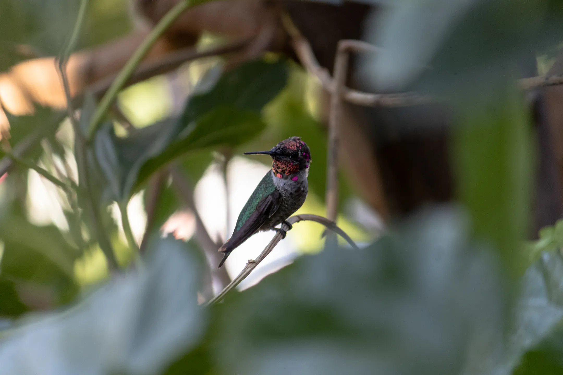 Colibri descansando en el centro de Chihuahua.