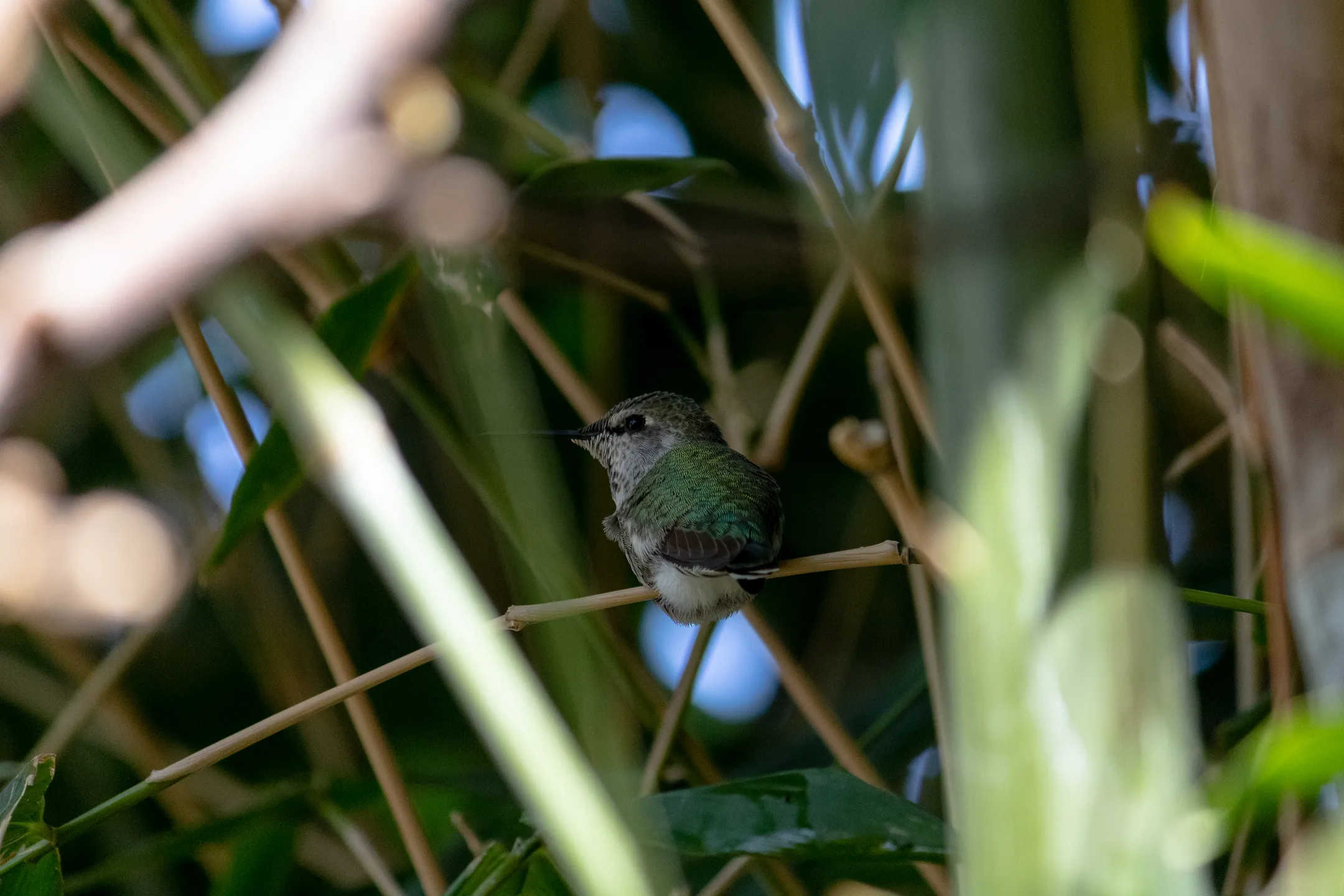 Colibri descansando dentro un bambu.