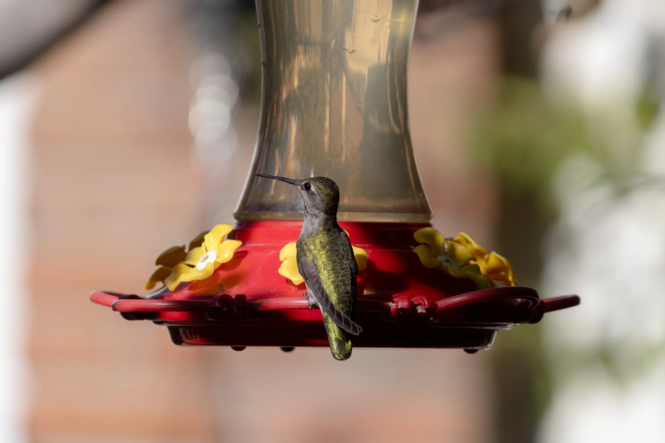 Uns colibri hembra.