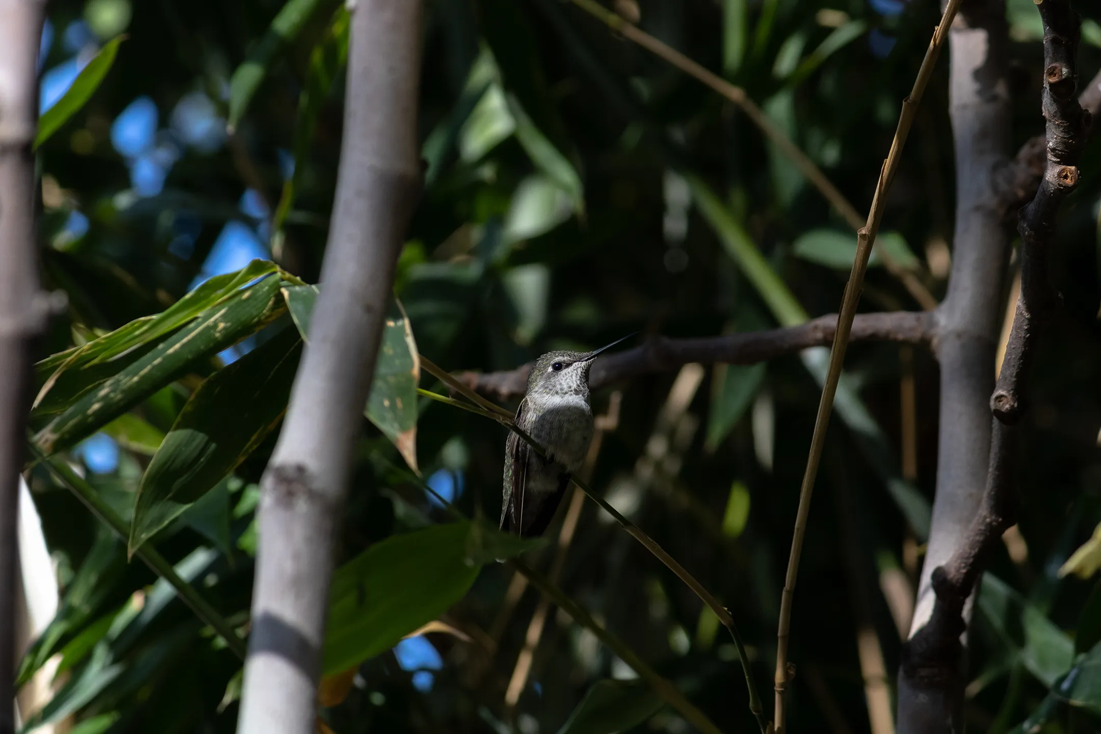 Una pequeña colibri descansando.