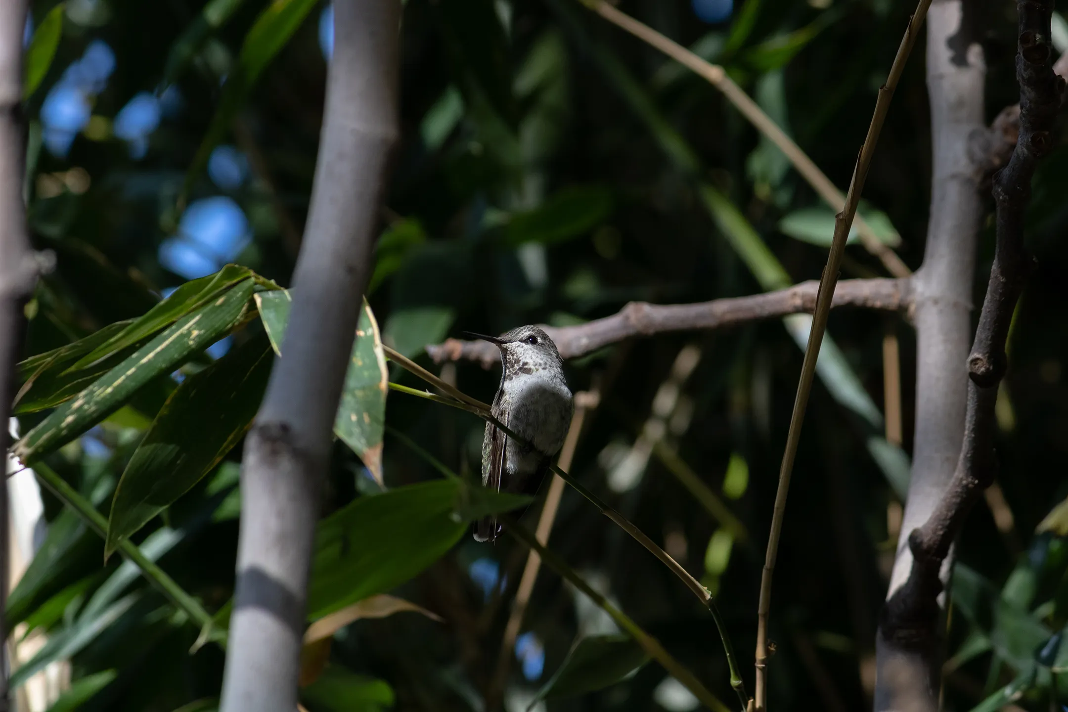 Colibri descansando alcanzado por un rallo de sol.