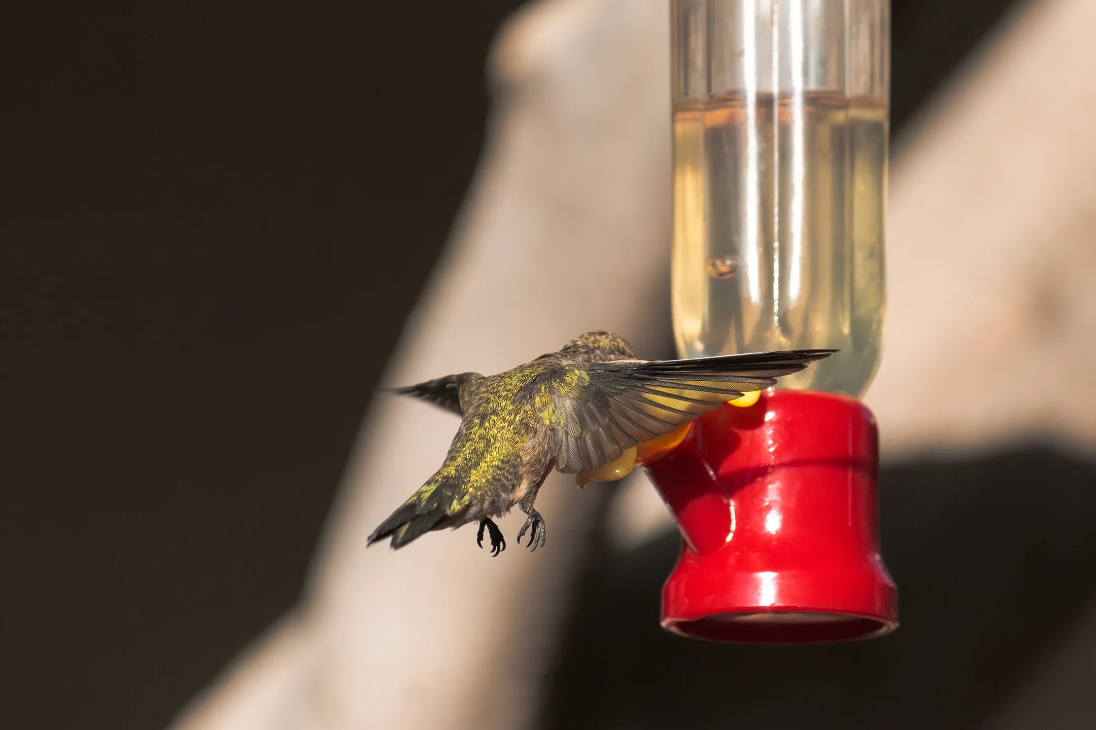 Colibrí color amarillo volando.