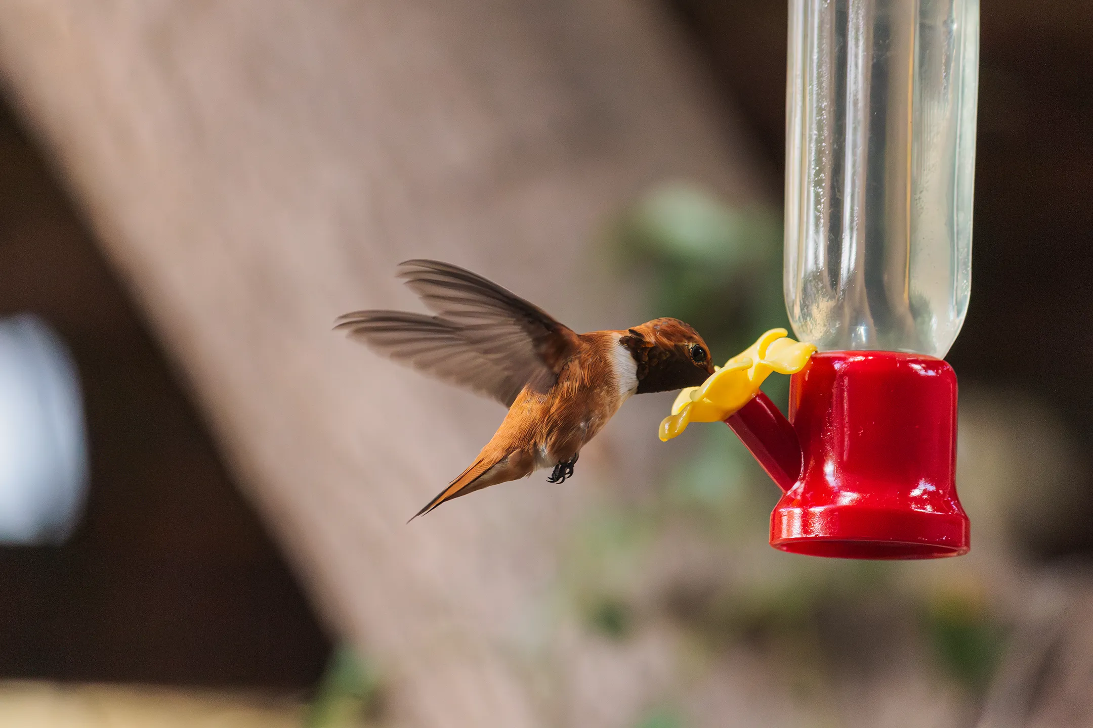 Colibri Rufo o Zumbador Canelo descansando en una hoja.