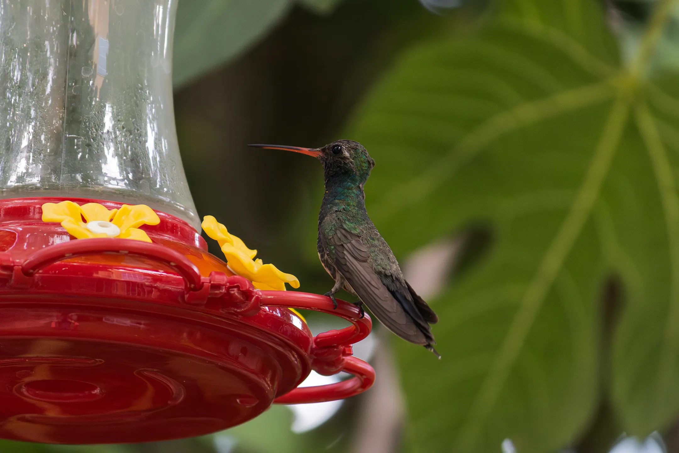 Colibri Pico Ancho de color verde-azul comiendo de un bebedero.