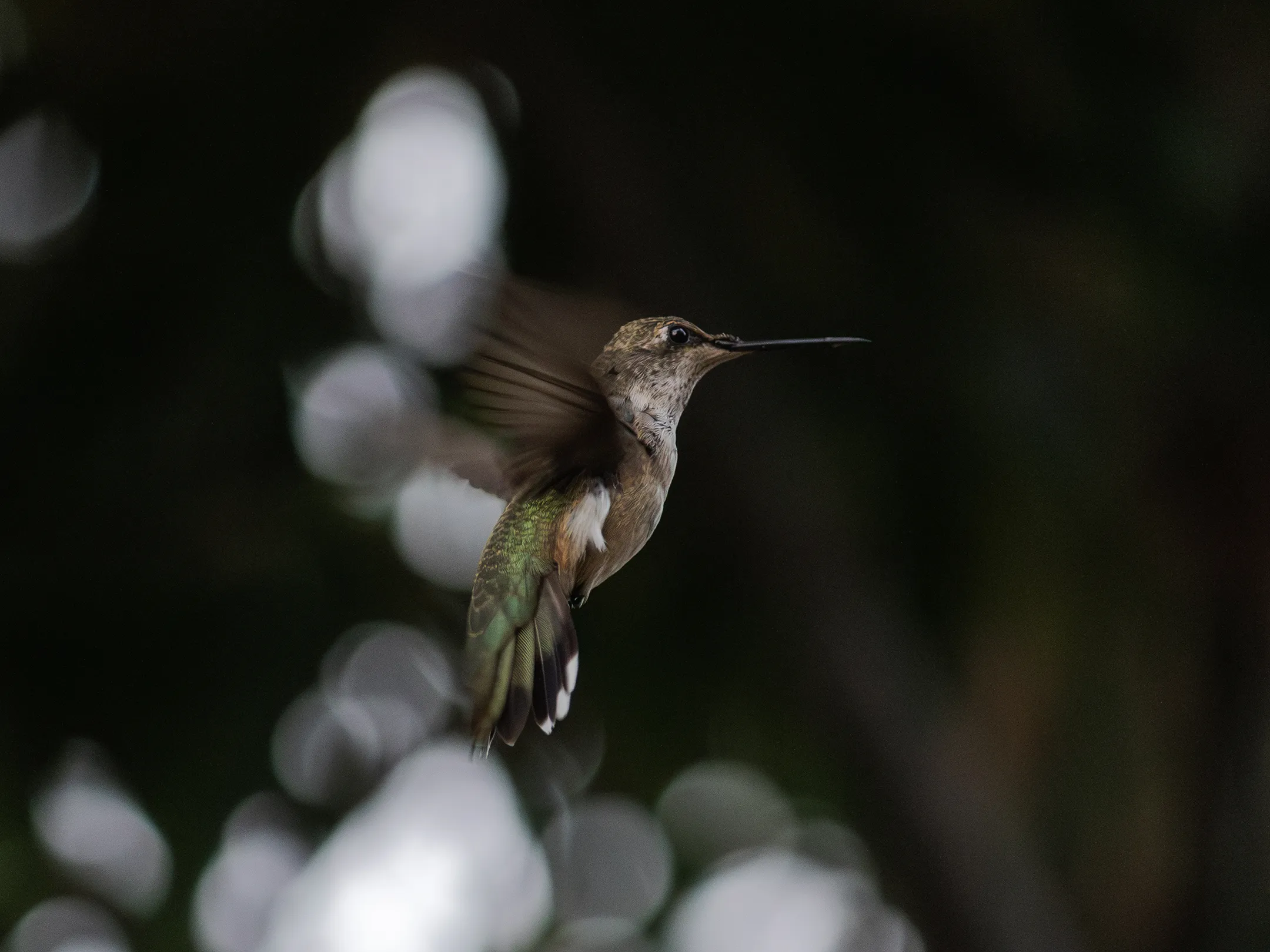 Colibrí volando.