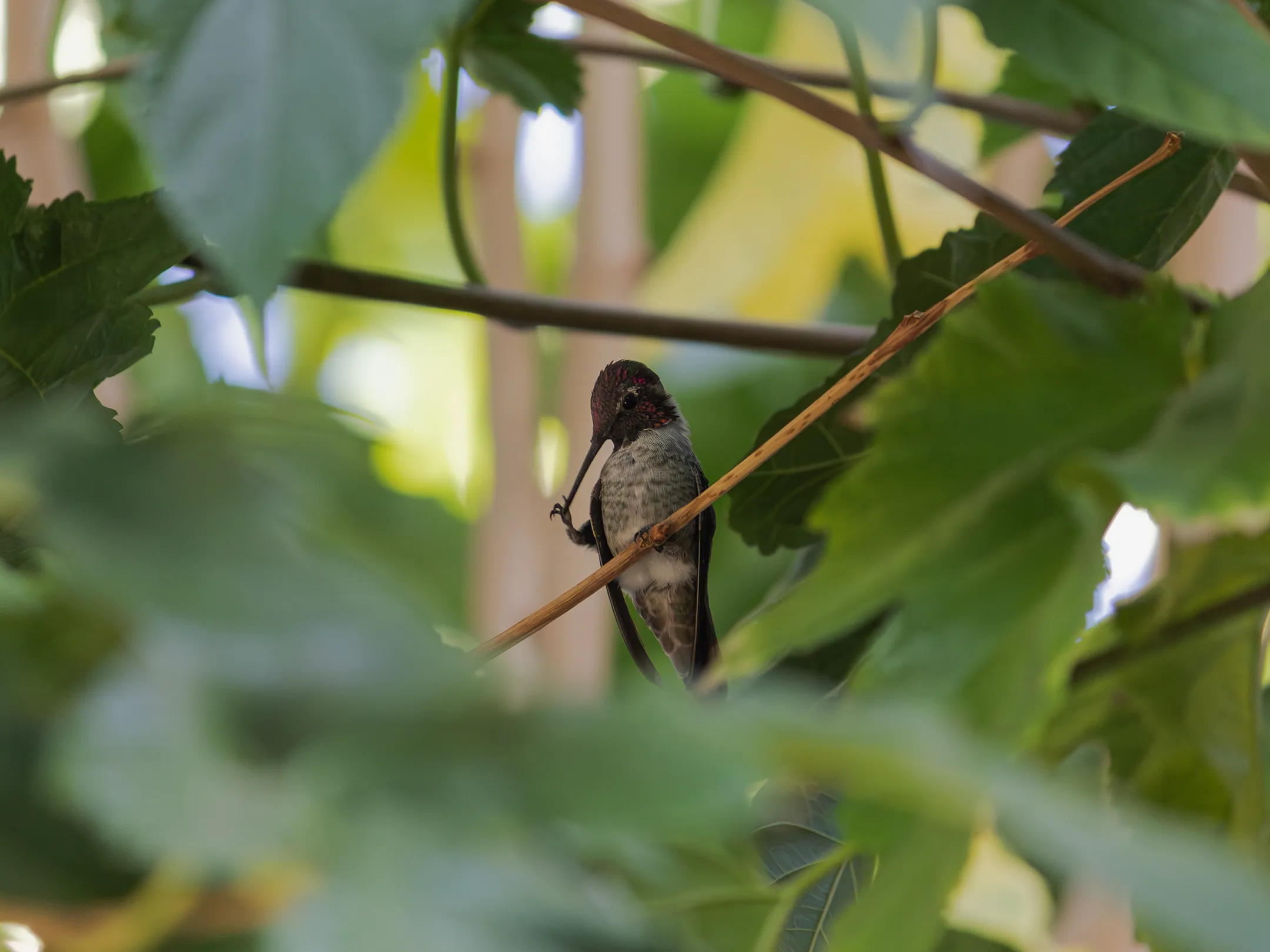 Colibri Anna rascándose el pico con una pata y sosteniéndose con otra.