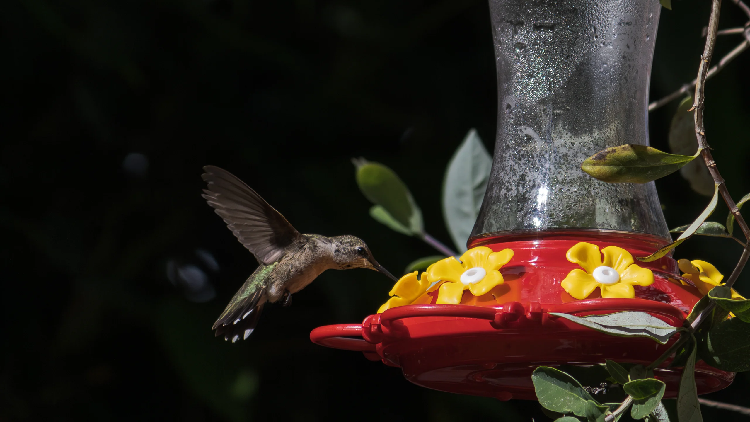 Un colibrí come de un comedero para colibríes.