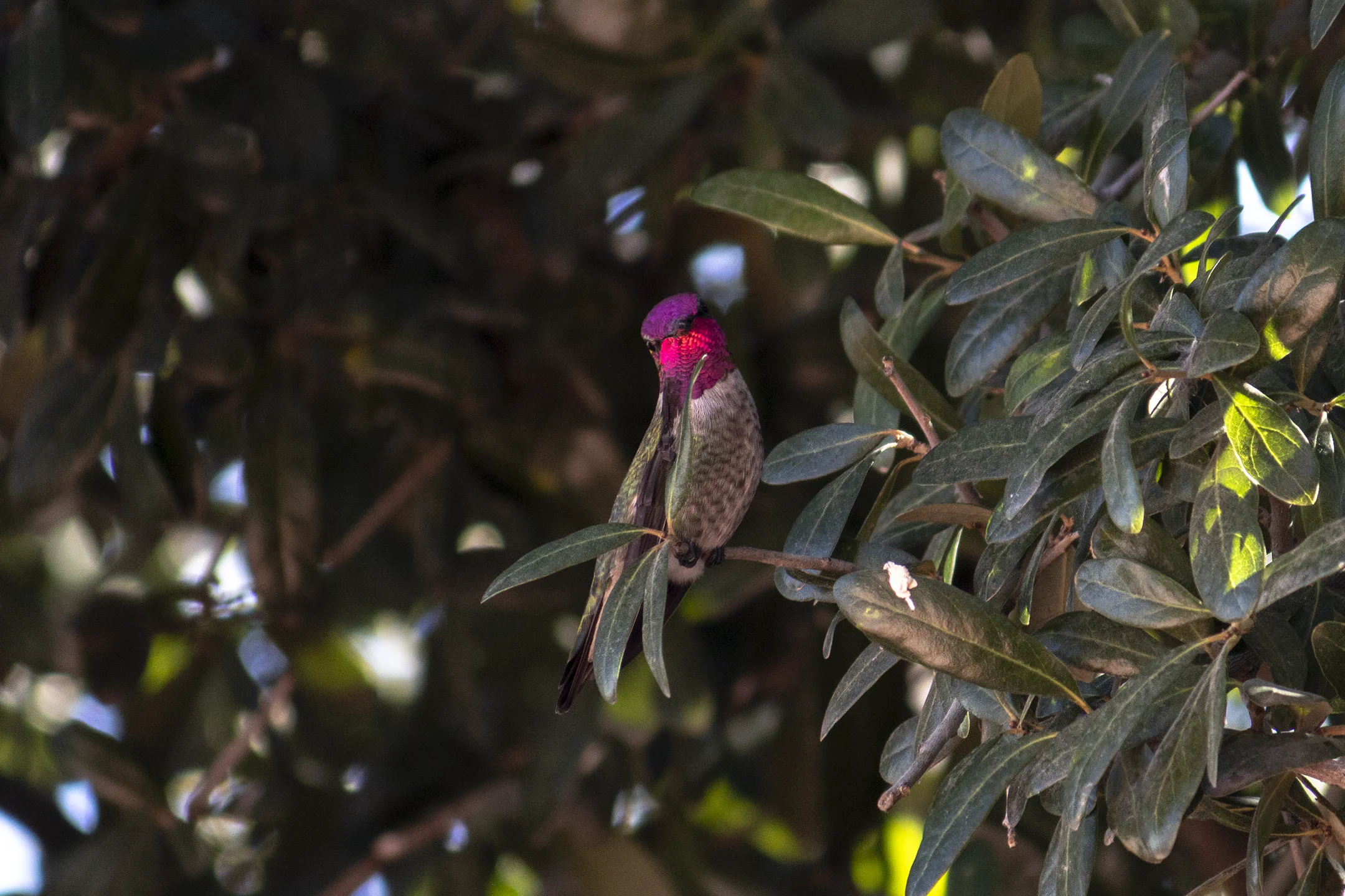 Colibri con la cabeza rosa