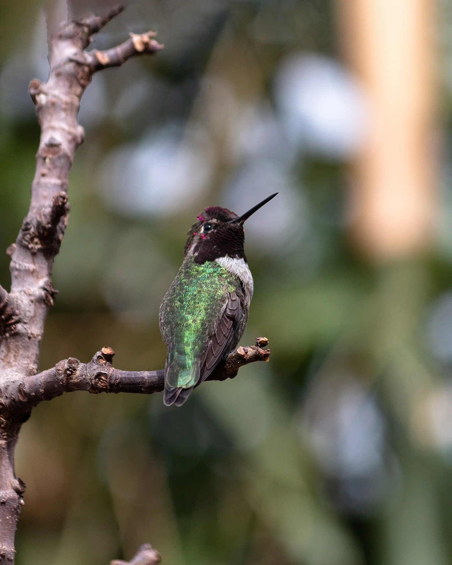 Pequeño Colibri en la Ciudad de Chihuahua