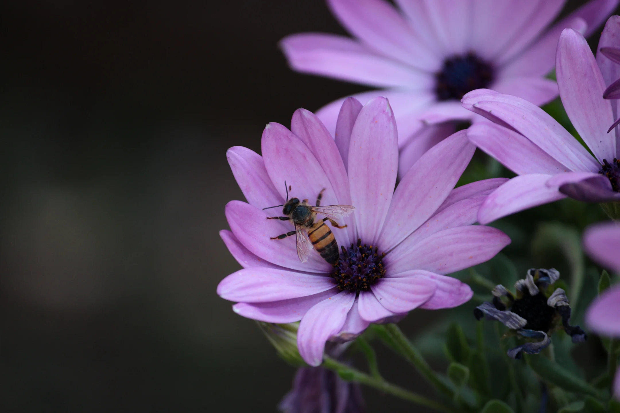 Abeja polinizando una flor morada.