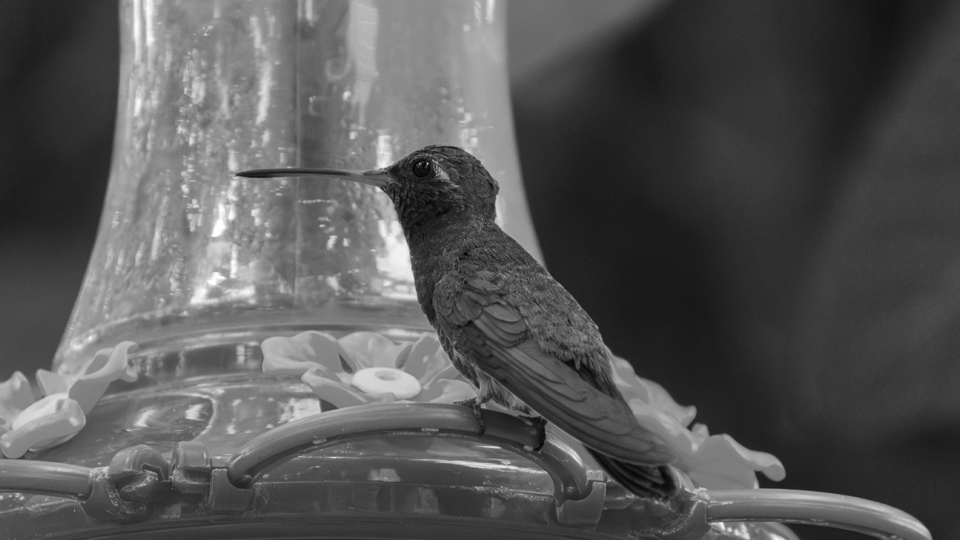 Colibrí comiendo de un bebedero.