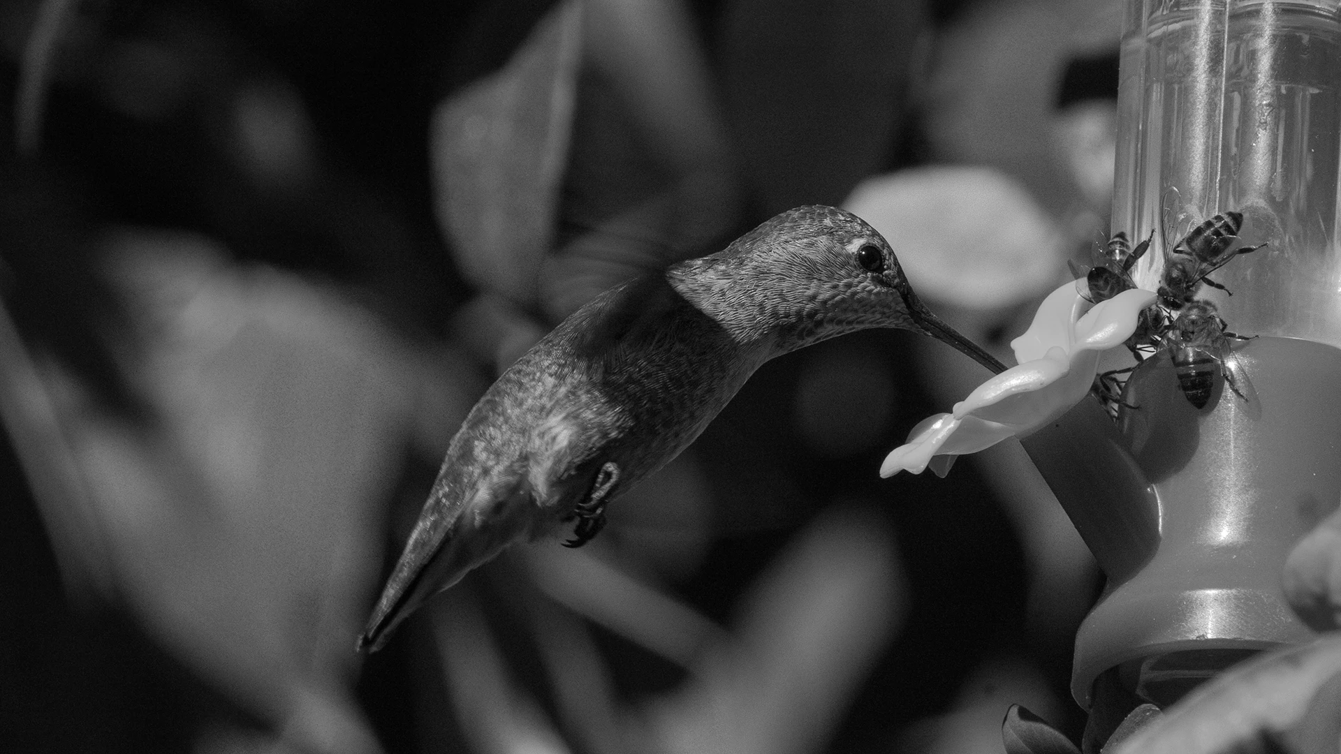 Colibrí comiendo de un bebedero.