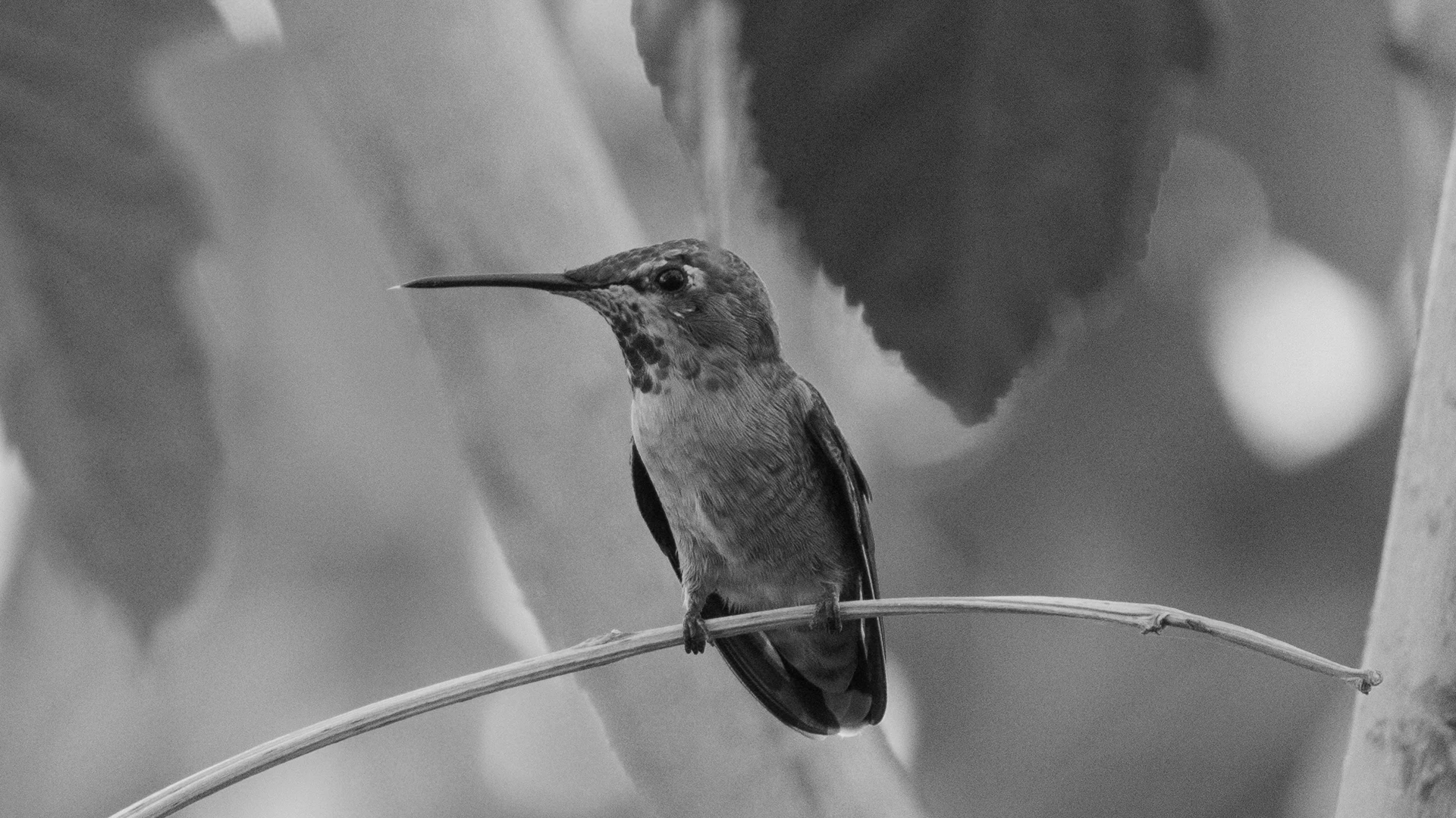 Colibrí comiendo de un bebedero.