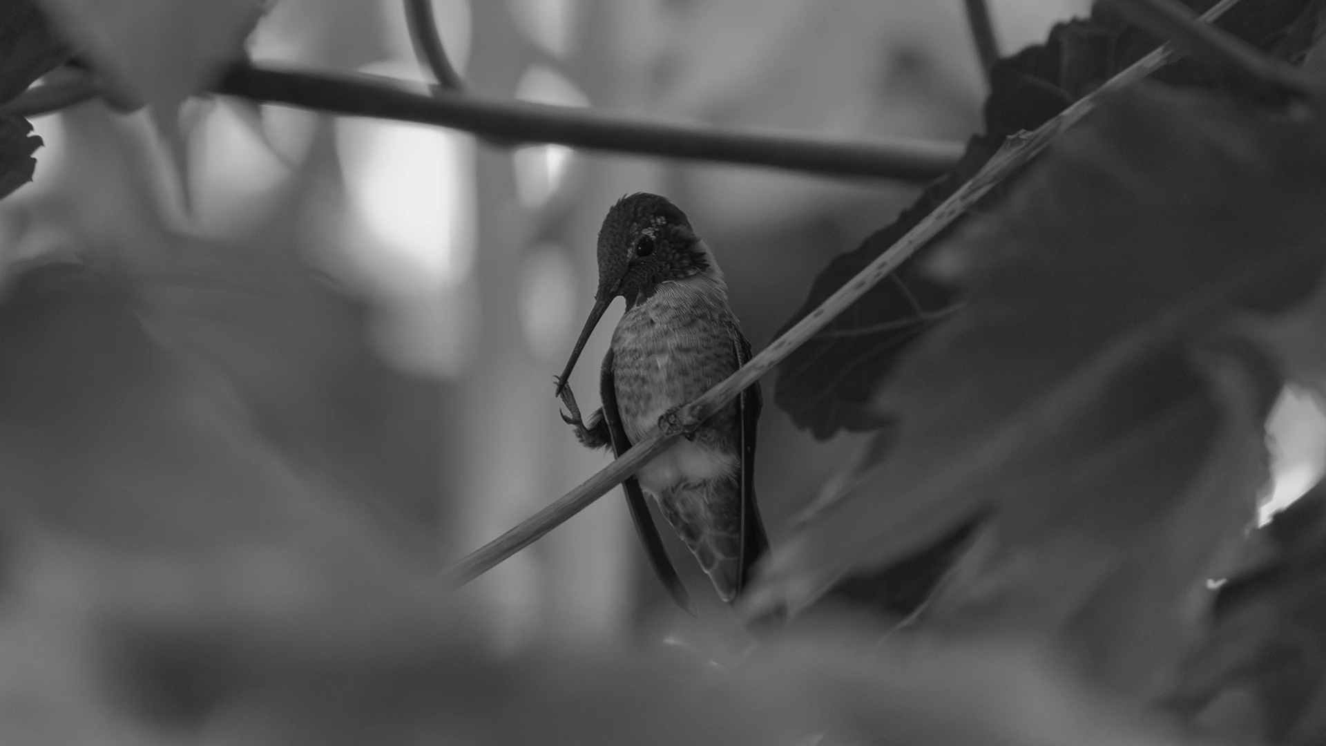 Colibrí comiendo de un bebedero.