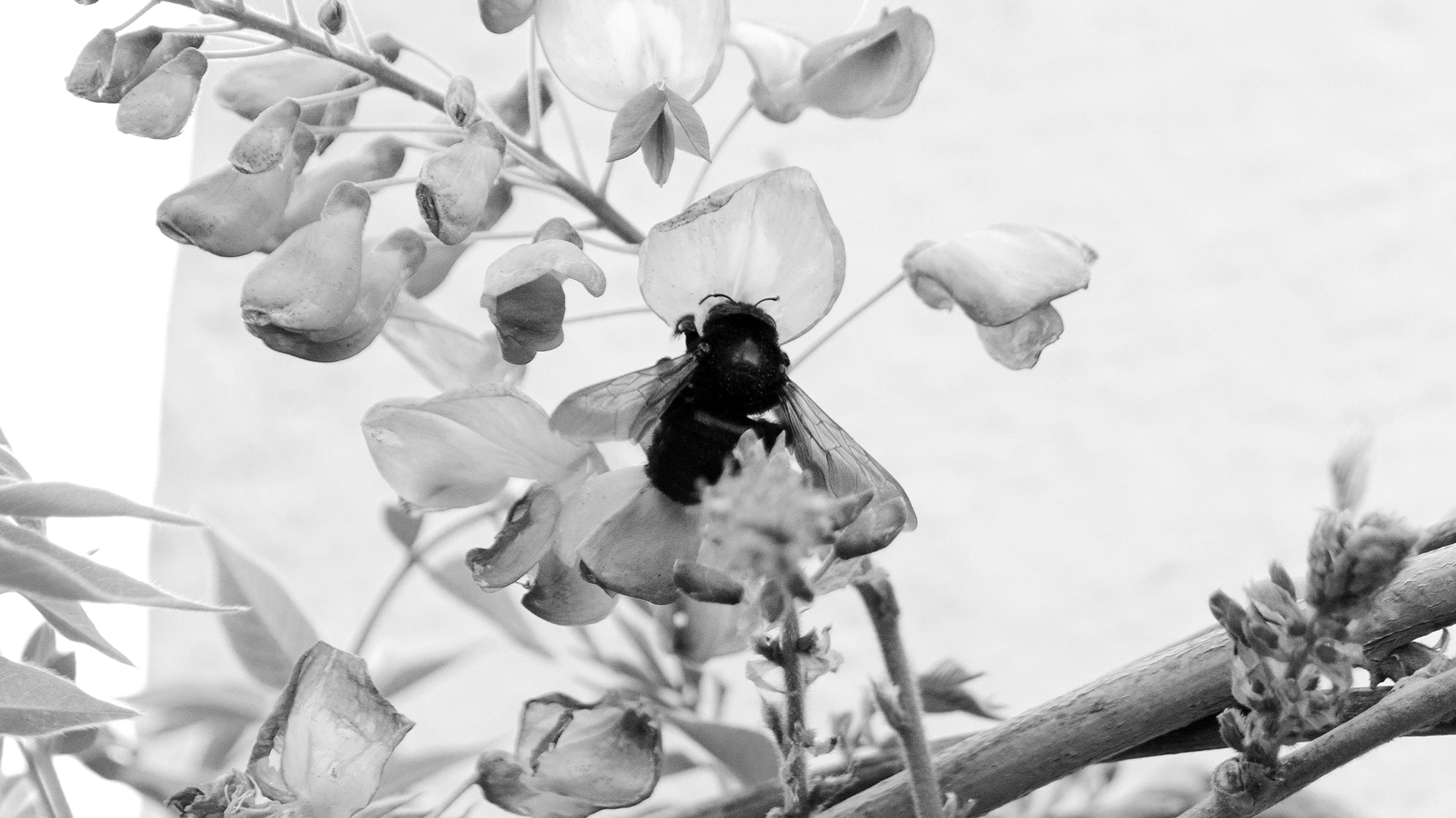 Colibrí comiendo de un bebedero.