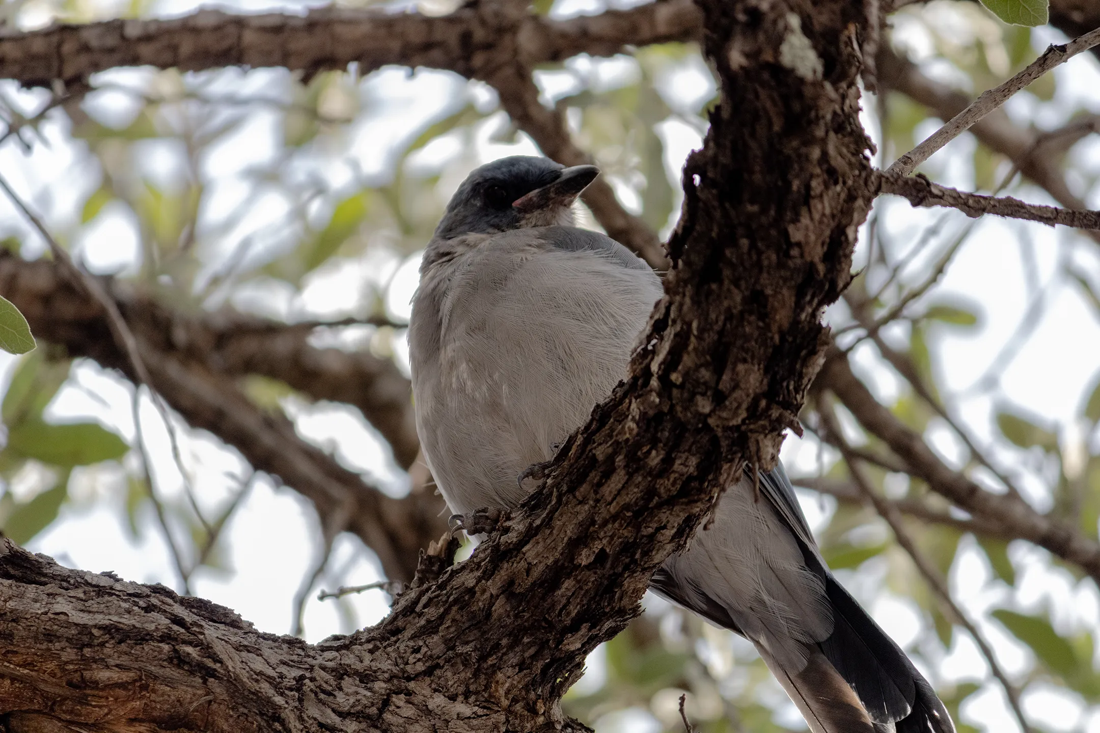 Pajaro Carpintero Bellotero en el Cañón de Namurachi.