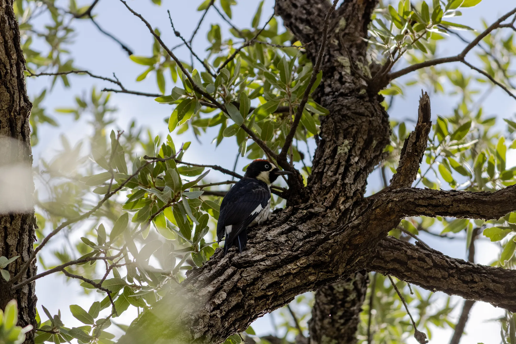 Un Pajaro Carpintero Bellotero en el Cañón de Namurachi en Chihuahua.