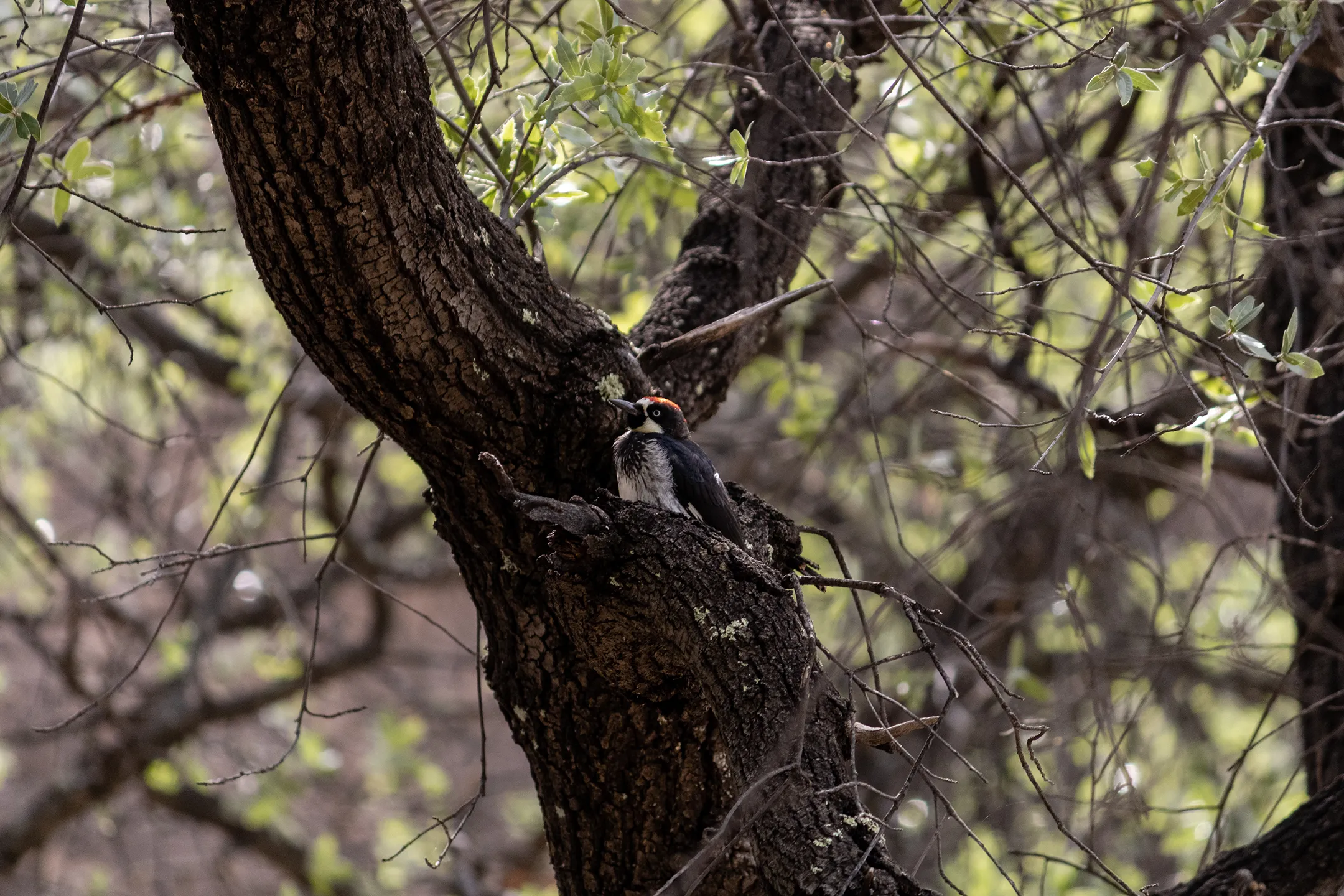 Pajaro Carpintero Bellotero en el Cañón de Namurachi.