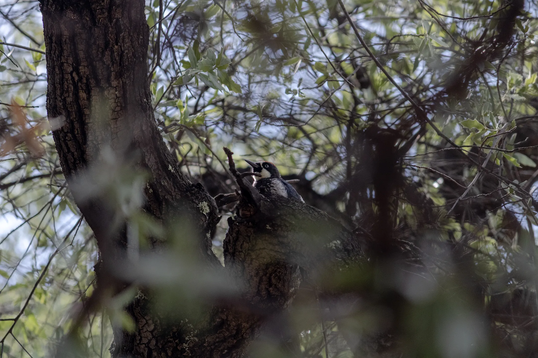 Zopilotes llegando a un arbol en Chihuahua.