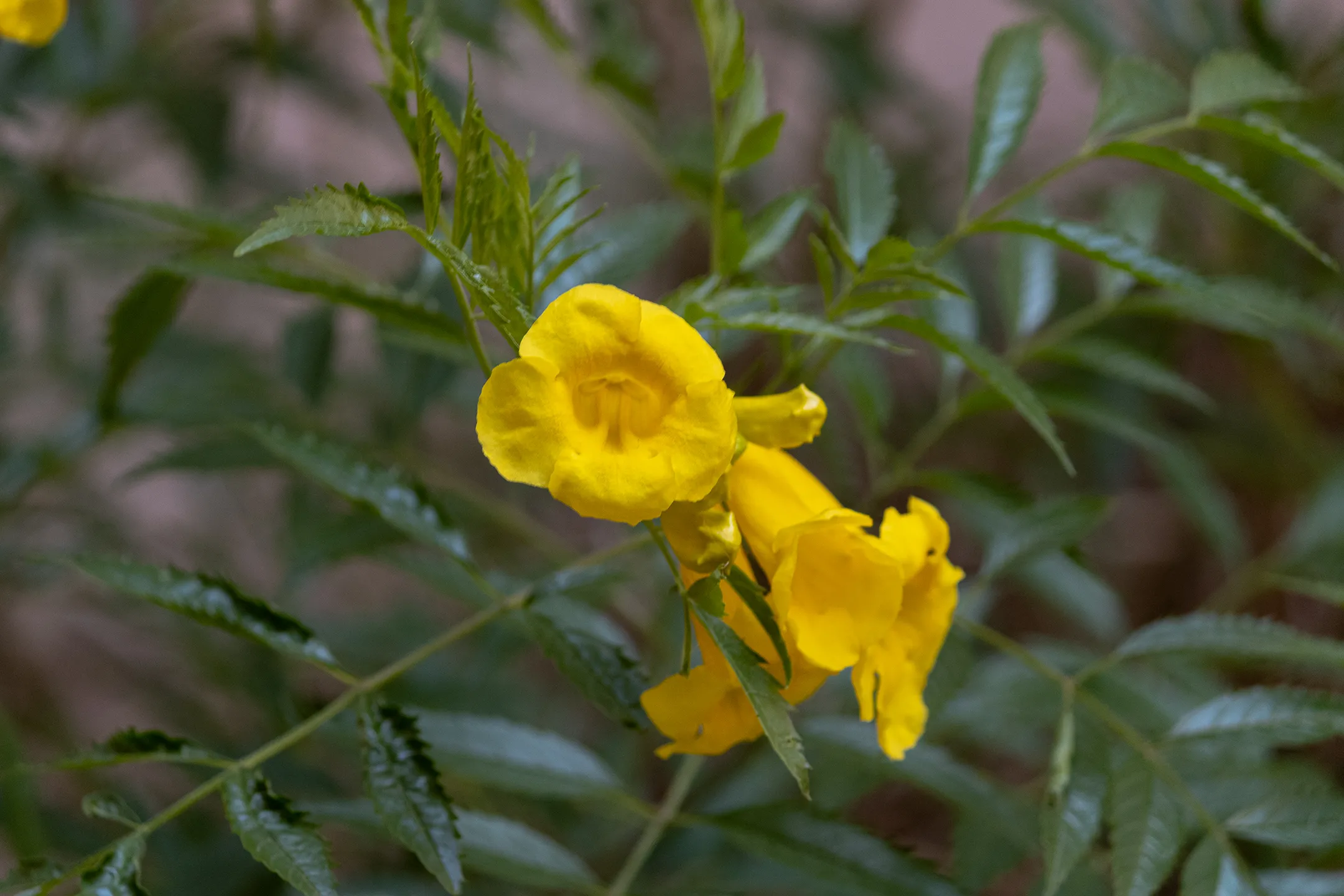 Flora del Cañón de Namurachi.