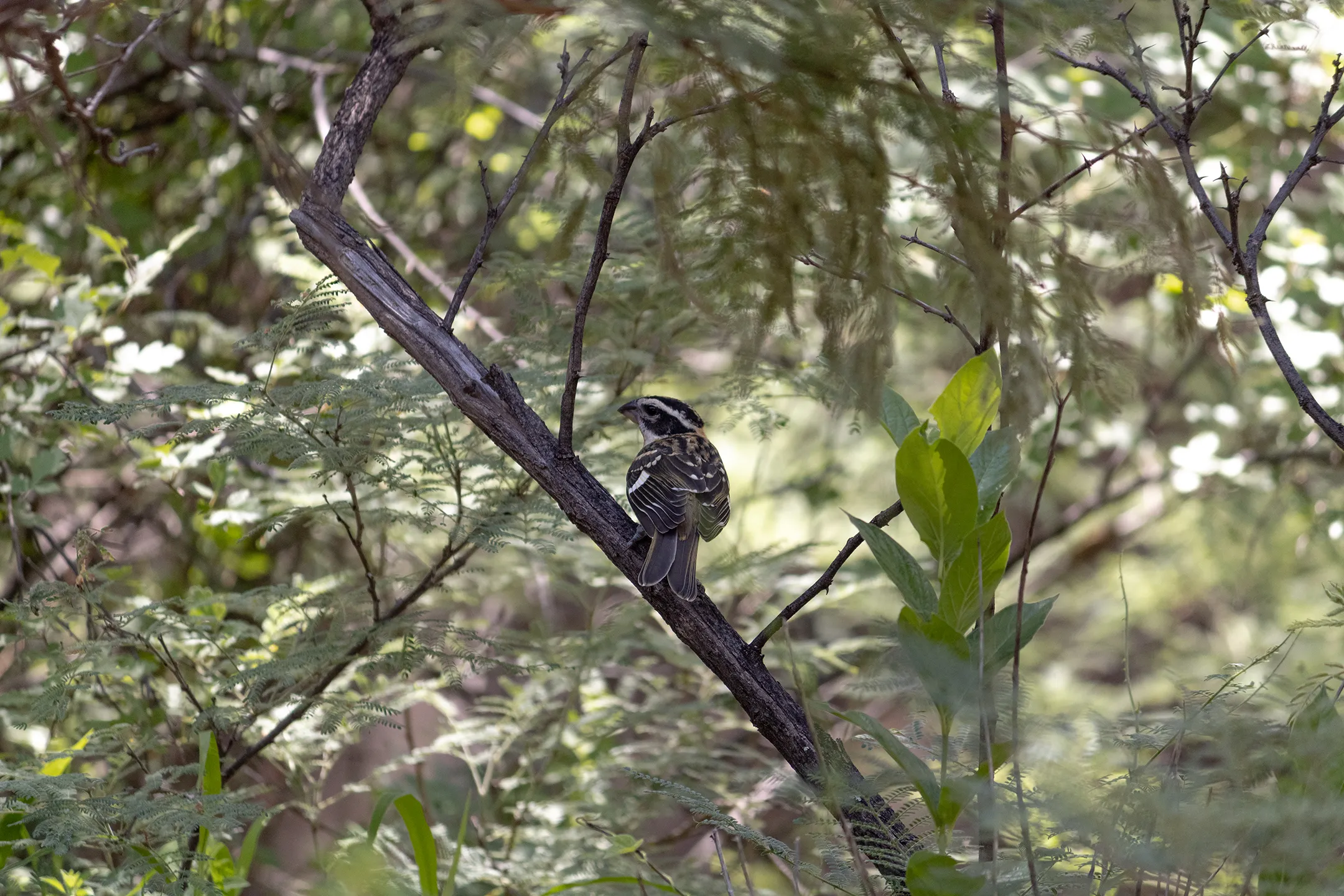 Pequeño pajaro rojo en el cañón de Namurachi.